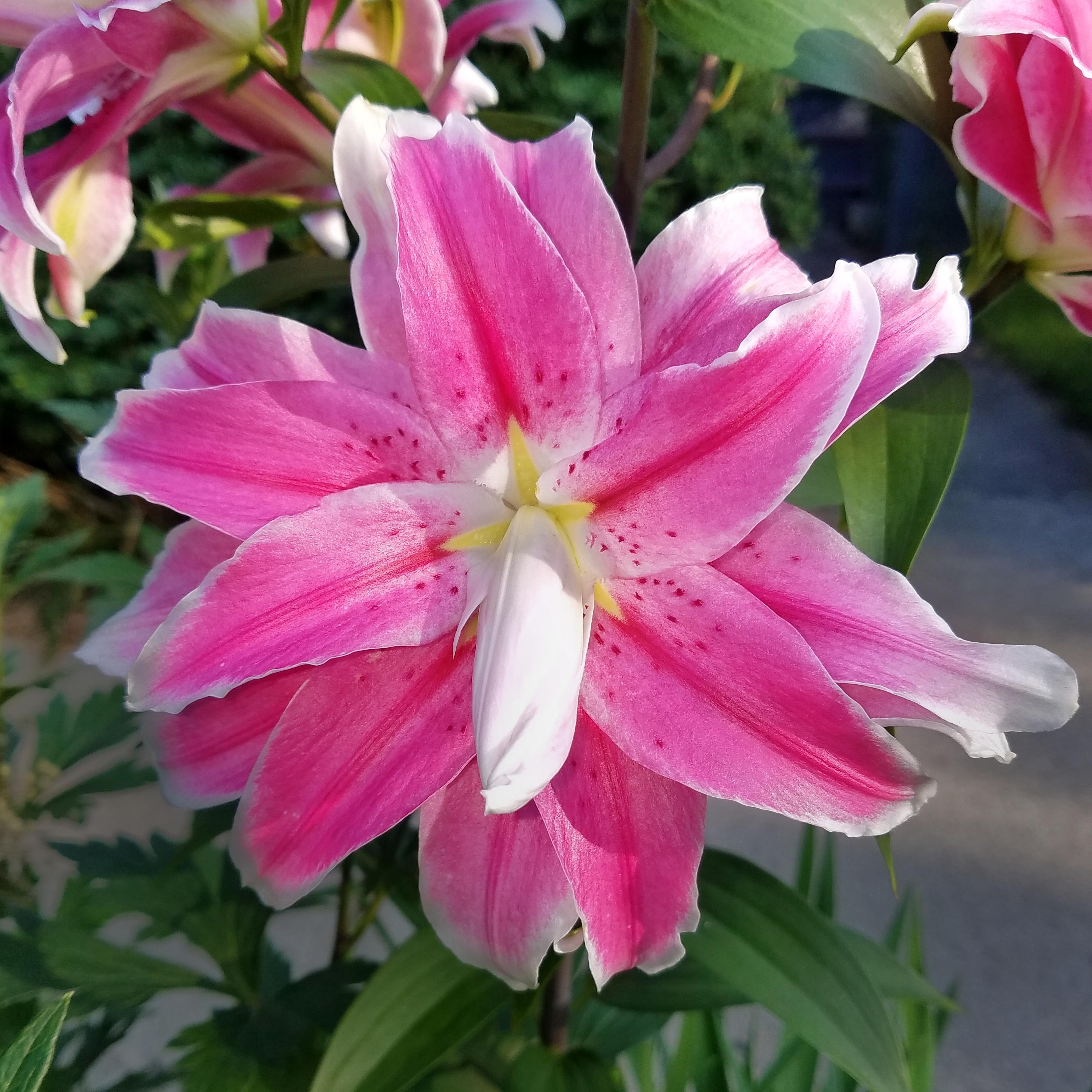 Lilies Double Oriental 'Lotus Dream' - Double Oriental Lilies - Coming Soon for 2024 from Leo Berbee Bulb Company