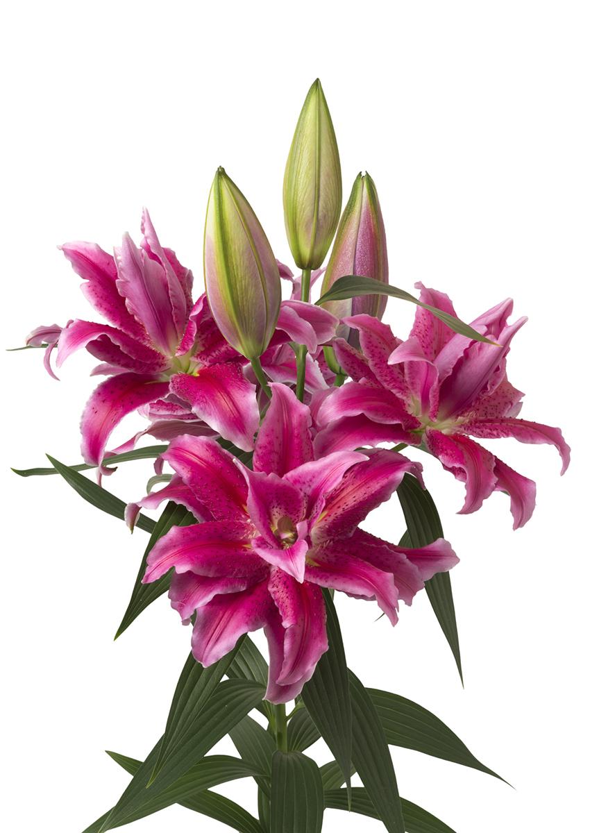 Lilies Double Oriental 'Roselily Natascha' - Double Oriental Lilies - Coming Soon for 2024 from Leo Berbee Bulb Company