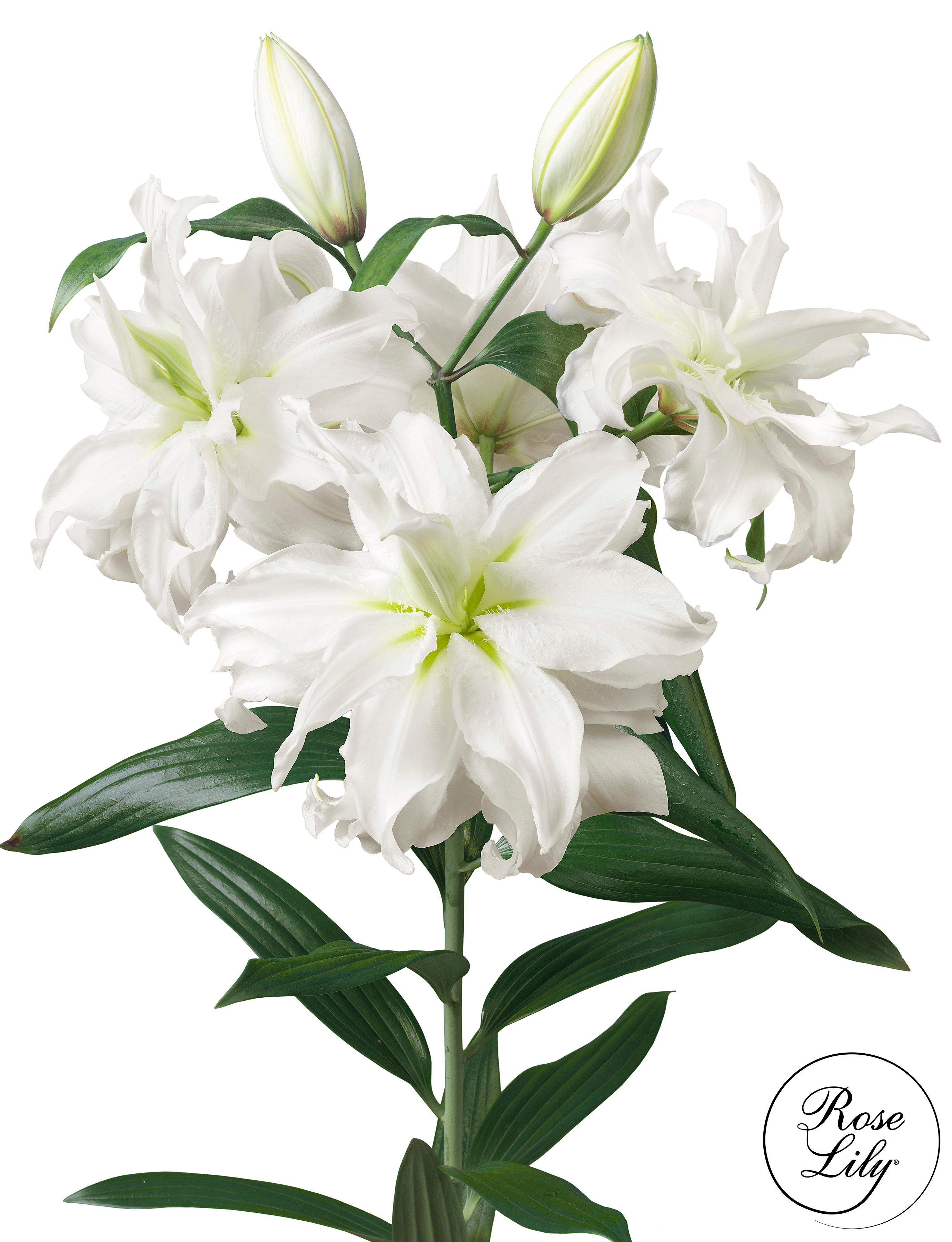Lilies Double Oriental 'Roselily Ramona' - Double Oriental Lilies - Coming Soon for 2024 from Leo Berbee Bulb Company
