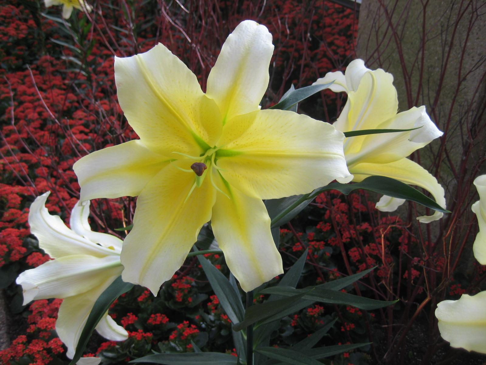 Lilies Oriental 'Conca d'Or' - Oriental Lily for Cut - Coming Soon for 2024 from Leo Berbee Bulb Company