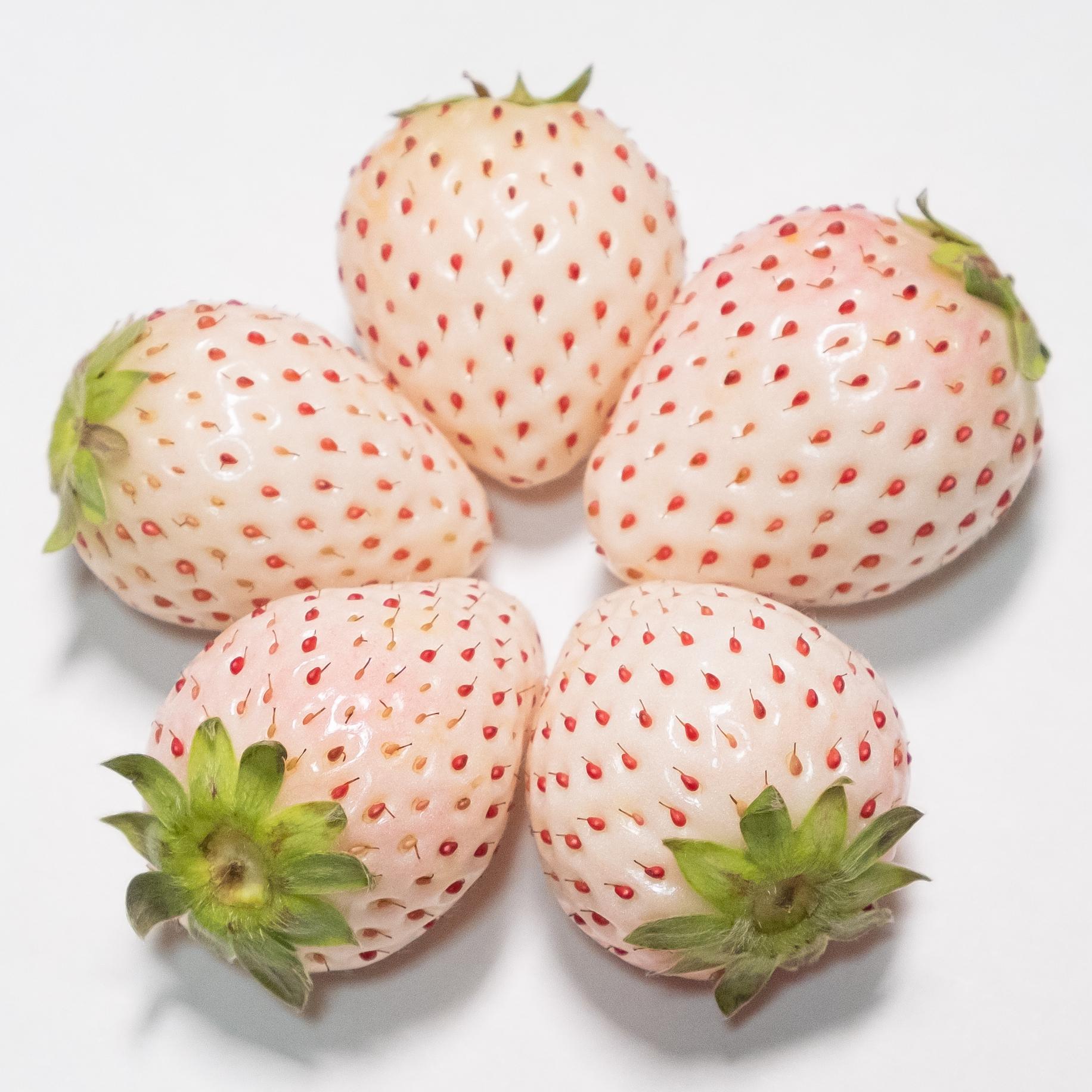 Strawberries Specialty 'Flamingo' - Pineberry - Coming Soon for 2024 from Leo Berbee Bulb Company