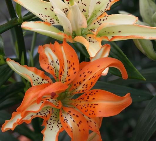 Lilies Double Asiatic Must See from Leo Berbee Bulb Company