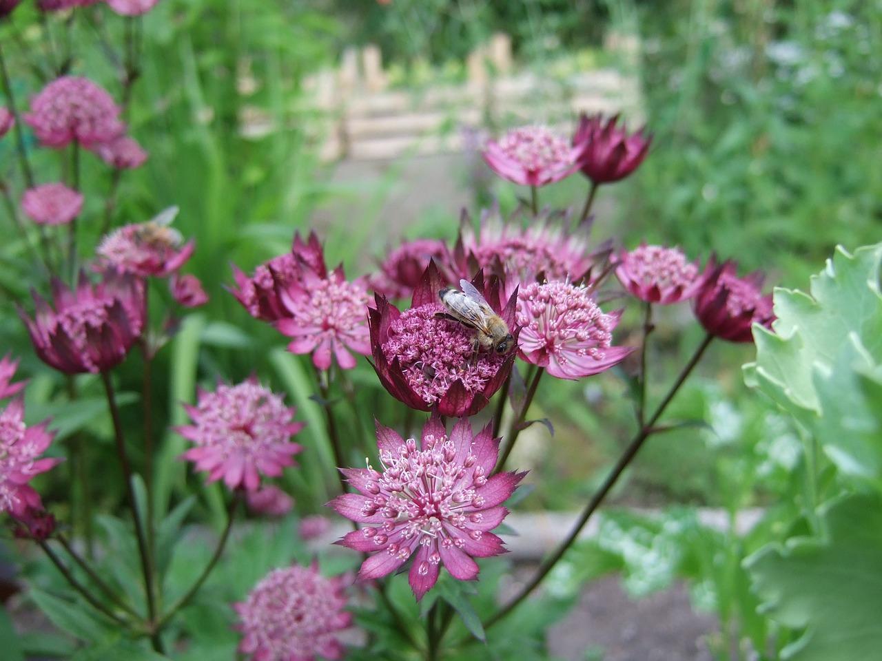 Astrantia 'Star of Flame' - Masterwort - Coming Soon for 2024 from Leo Berbee Bulb Company