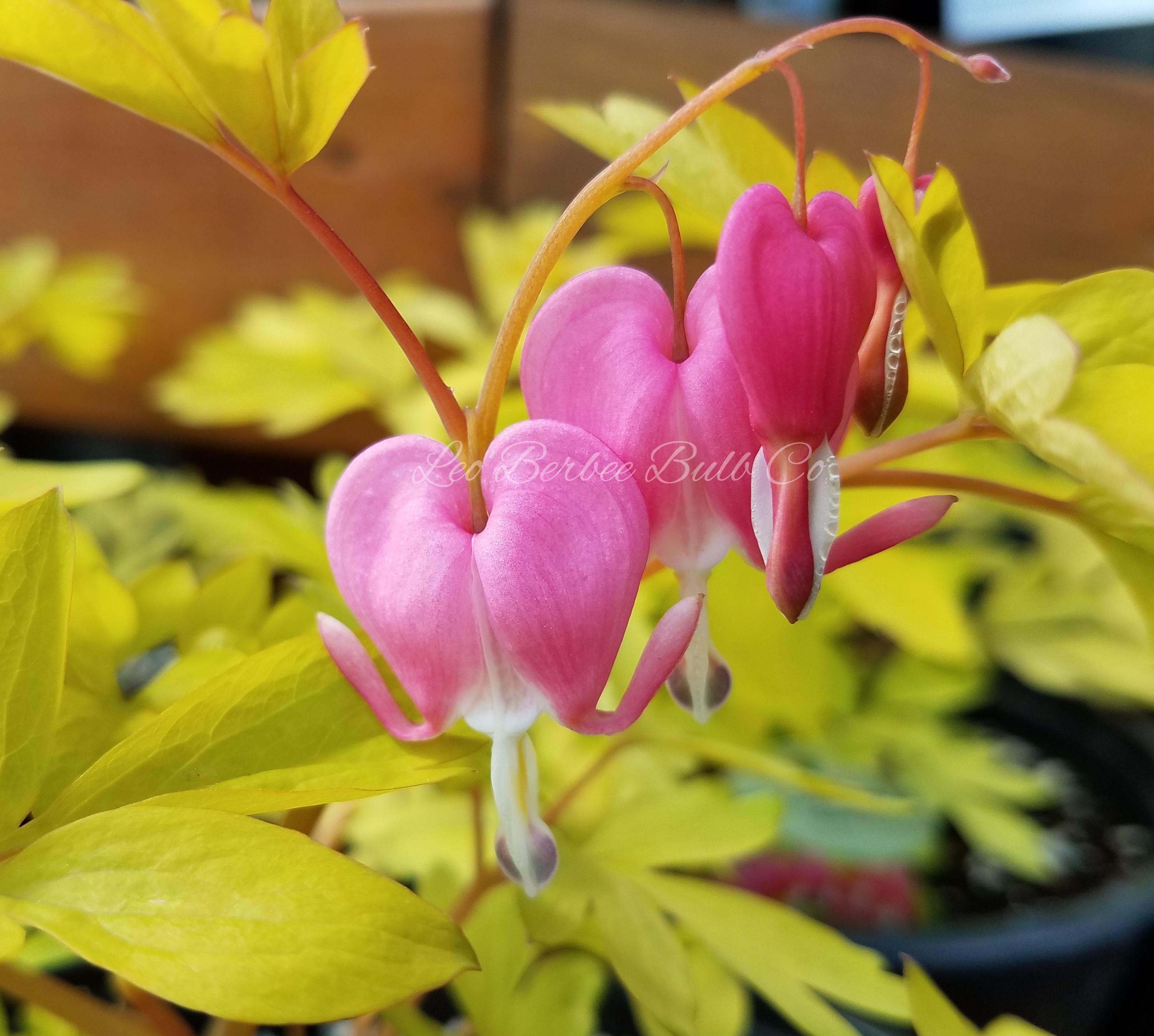 Dicentra 'Spec. Yellow Leaf' - Bleeding Heart - Coming Soon for 2024 from Leo Berbee Bulb Company