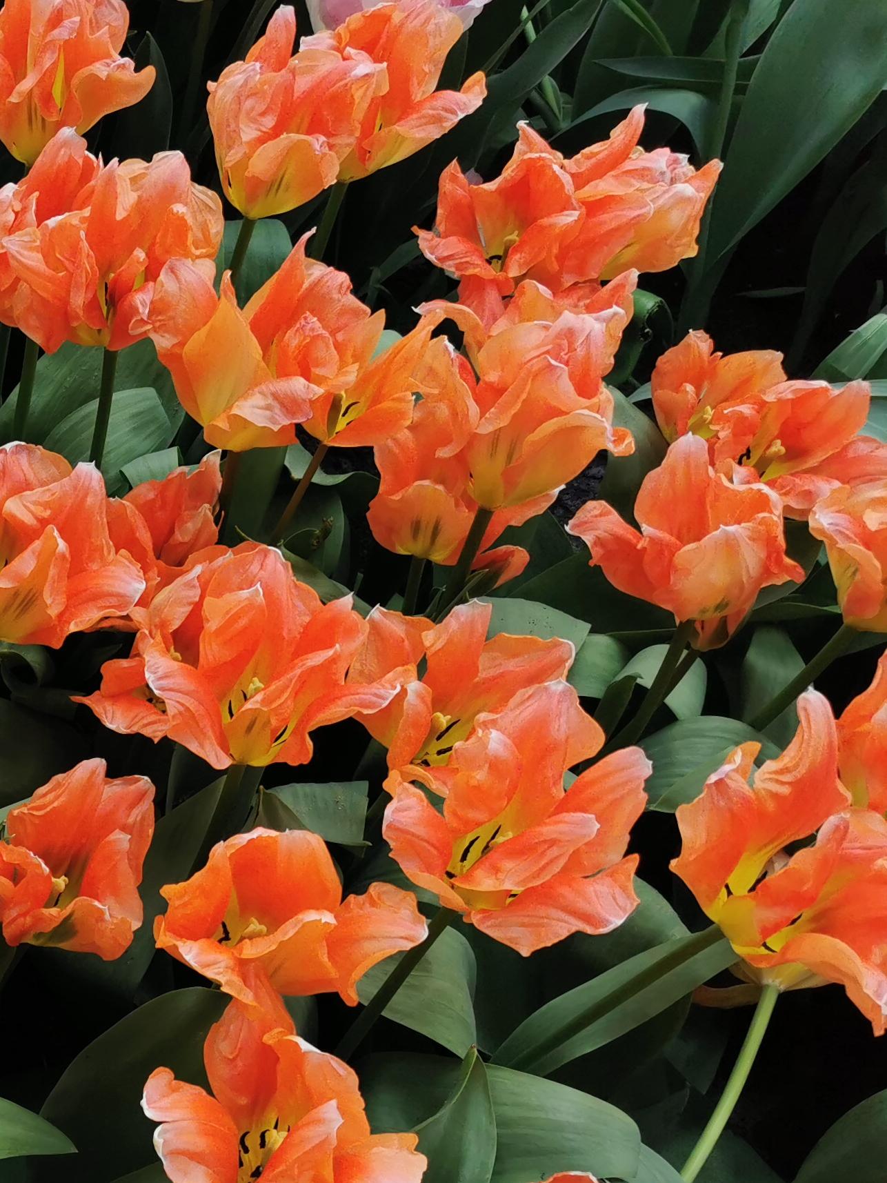 Tulip Fosteriana 'Apricot Emperor' - Botanical Tulip from Leo Berbee Bulb Company