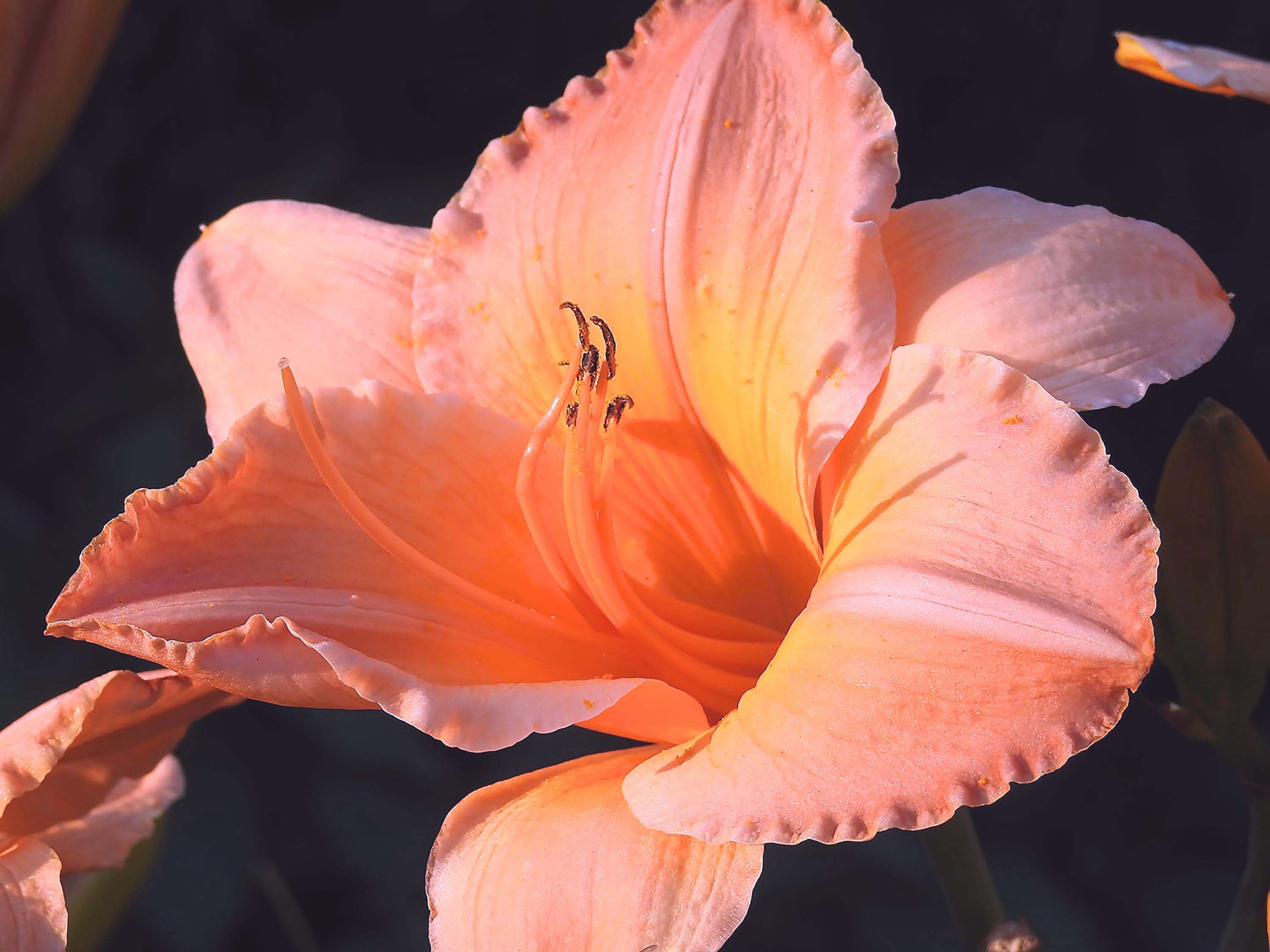 Hemerocallis 'On and On' - Daylily - Coming Soon for 2024 from Leo Berbee Bulb Company