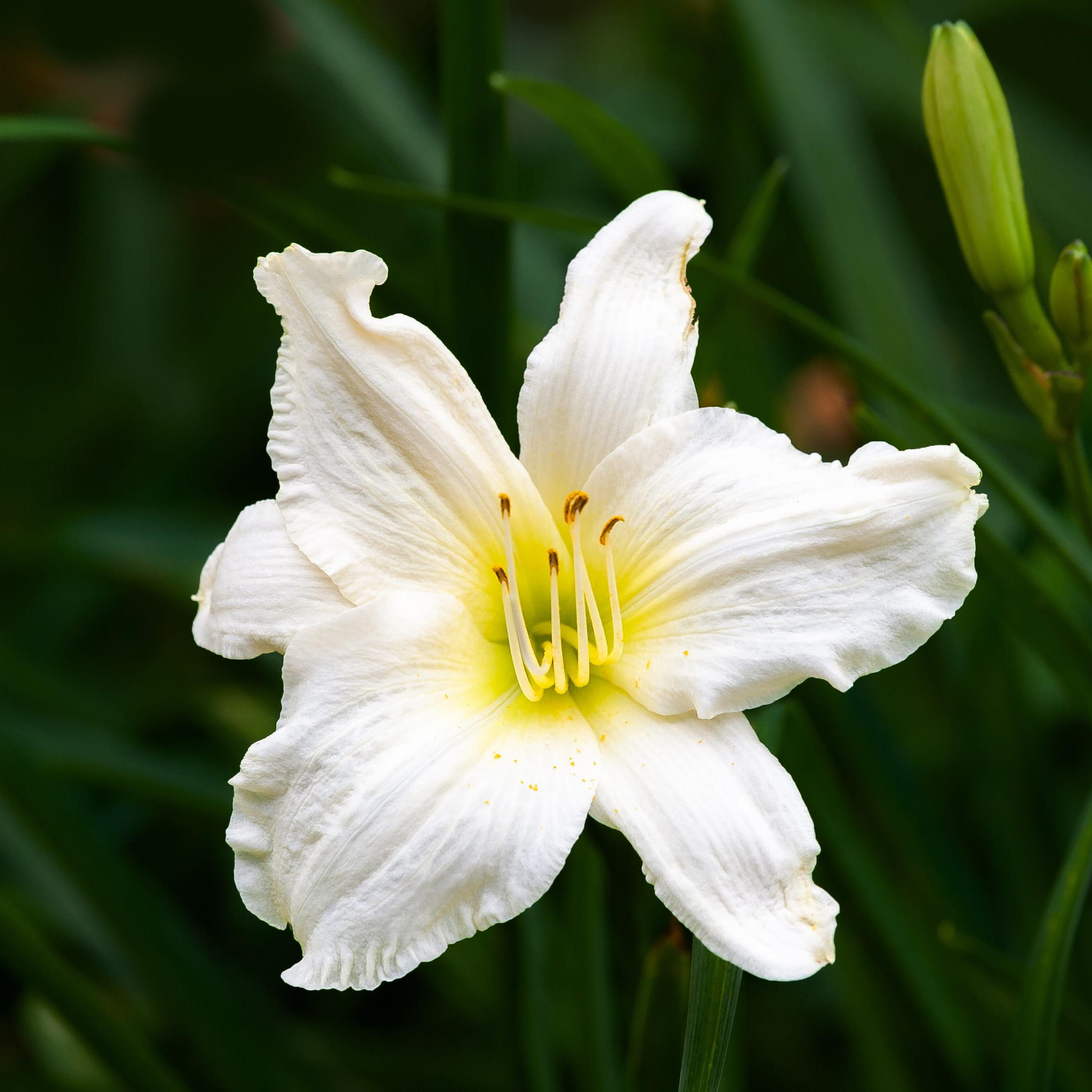 Hemerocallis 'White Temptation' - Daylily - Coming Soon for 2024 from Leo Berbee Bulb Company