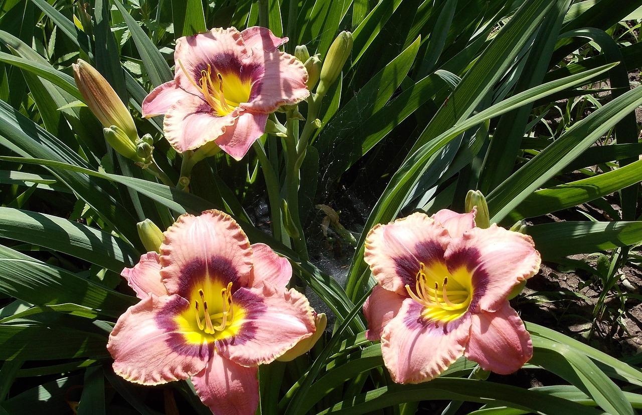 Hemerocallis 'Wineberry Candy' - Daylily - Coming Soon for 2024 from Leo Berbee Bulb Company