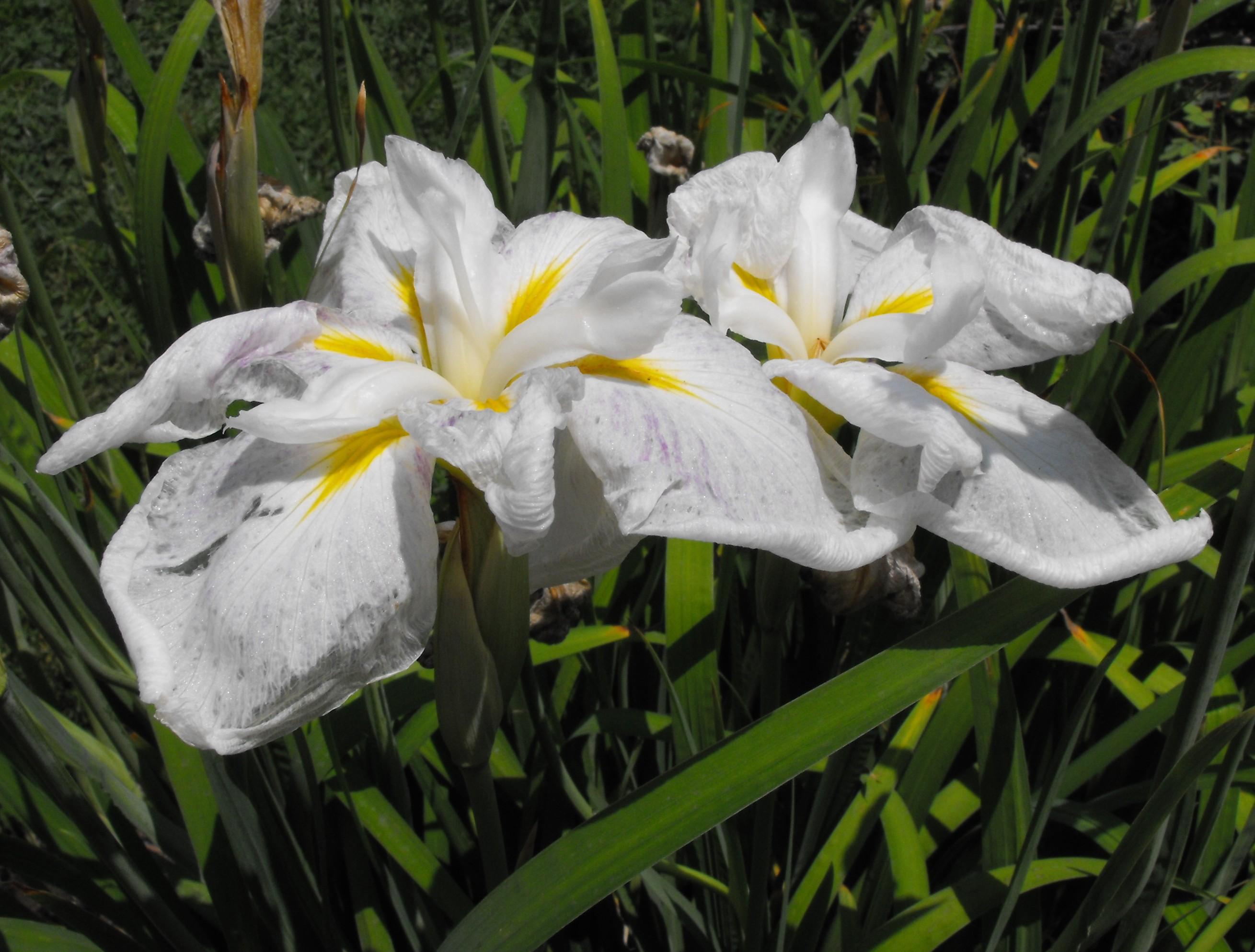Iris Ensata 'White Ladies' - Japanese Iris - Coming Soon for 2024 from Leo Berbee Bulb Company