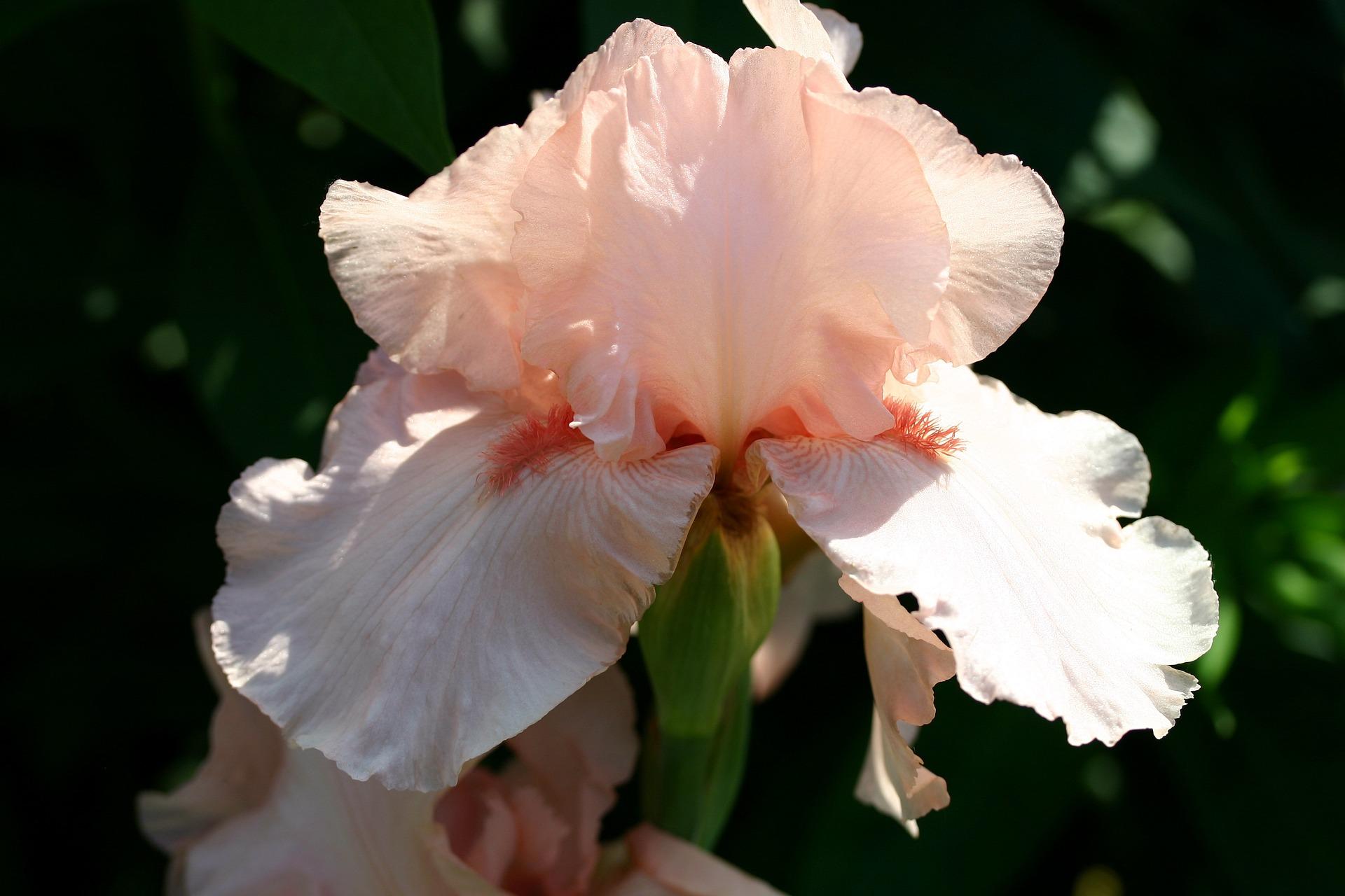 Iris Germanica 'Pink' - Tall Bearded Iris - Pre-Order for 2024 from Leo Berbee Bulb Company