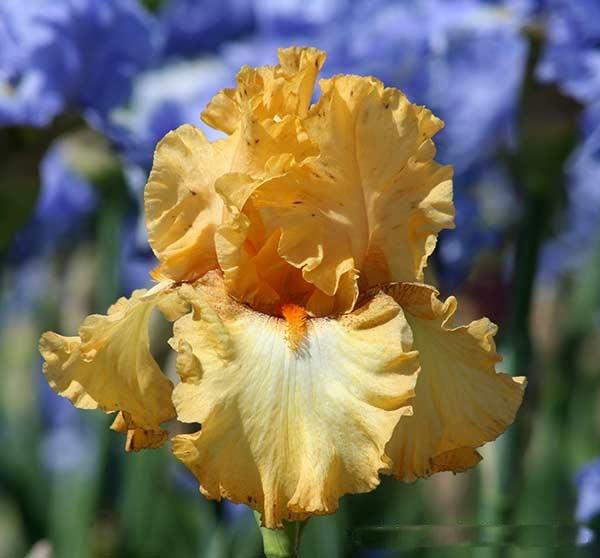 Iris Germanica 'Peach' - Tall Bearded Iris - Pre-Order for 2024 from Leo Berbee Bulb Company