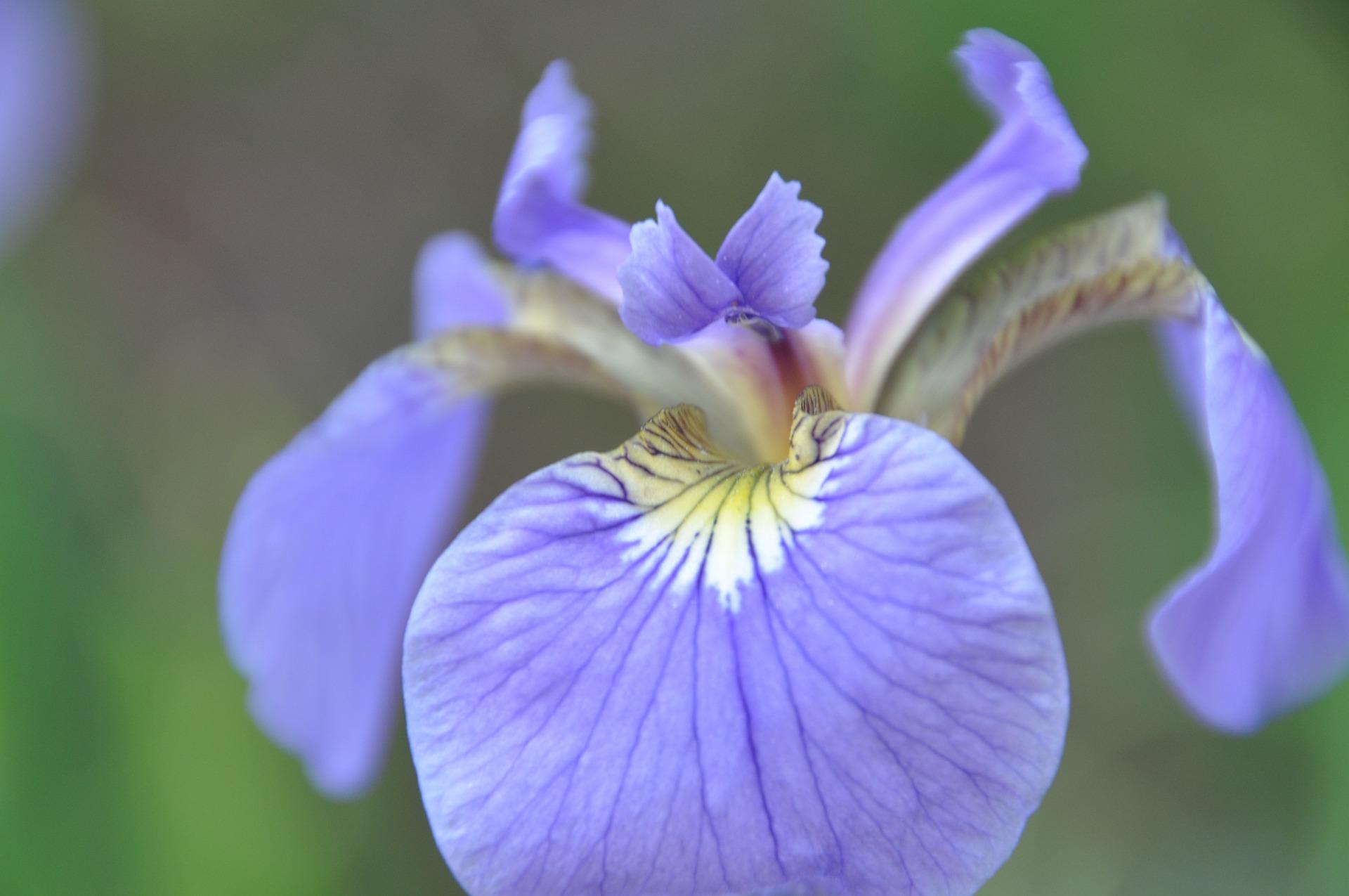 Iris Siberica 'Blue Moon' - Siberian Iris - Coming Soon for 2024 from Leo Berbee Bulb Company