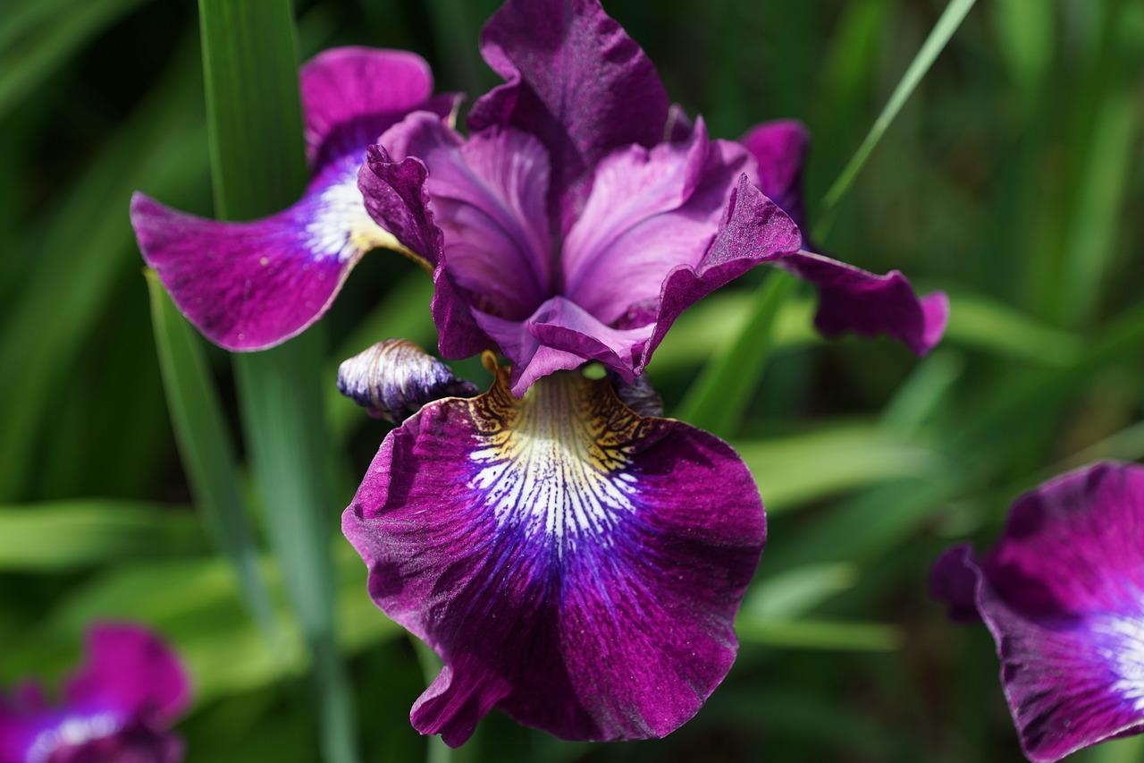 Iris Siberica 'Claret Cup' - Siberian Iris - Coming Soon for 2024 from Leo Berbee Bulb Company
