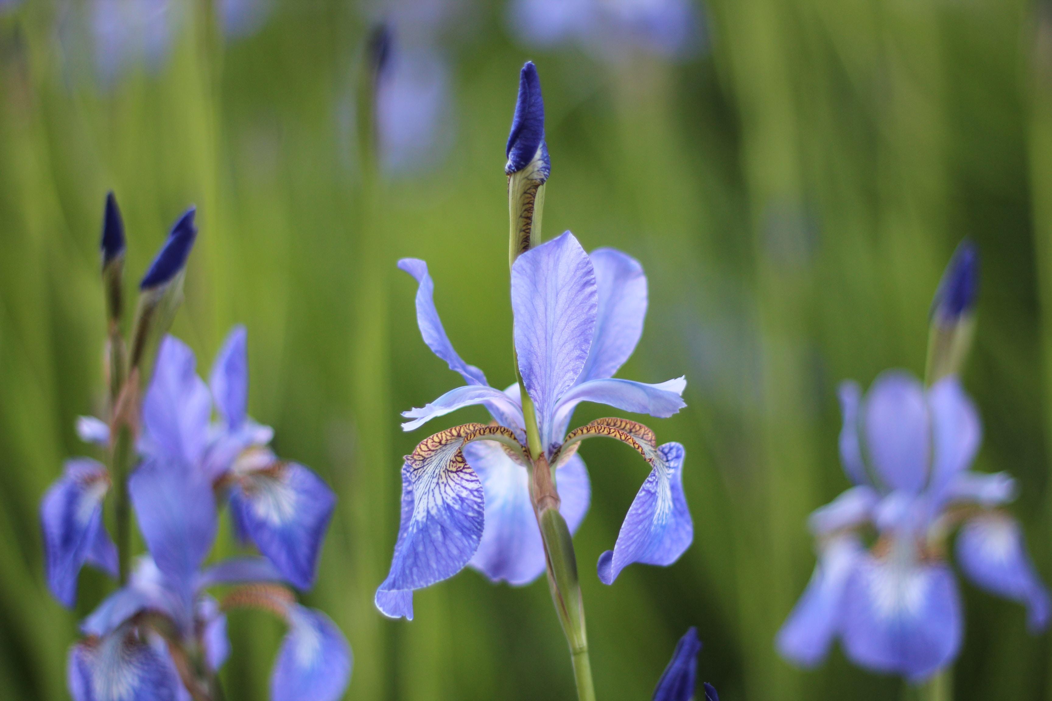 Iris Siberica 'Persimmon' - Siberian Iris - Coming Soon for 2024 from Leo Berbee Bulb Company