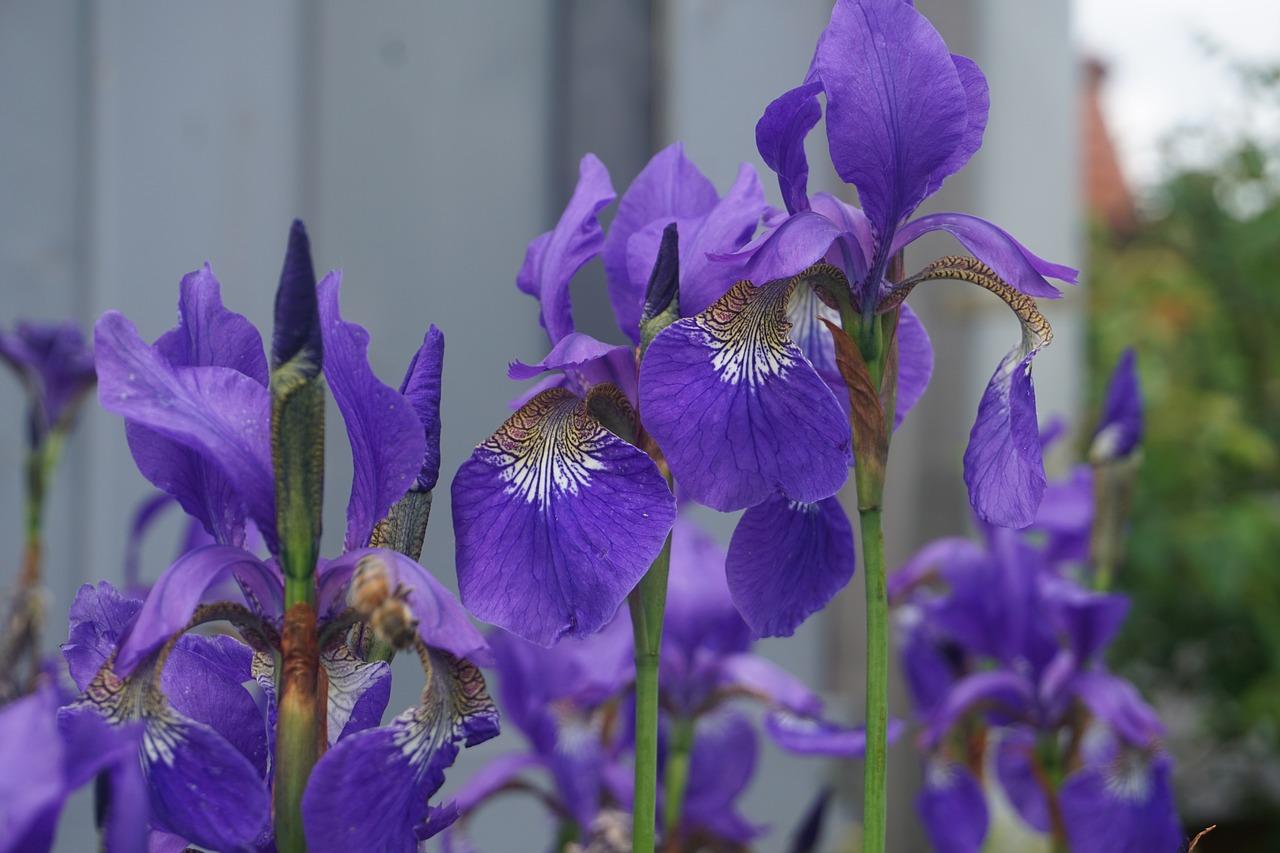 Iris Siberica 'Ruffled Velvet' - Siberian Iris - Coming Soon for 2024 from Leo Berbee Bulb Company