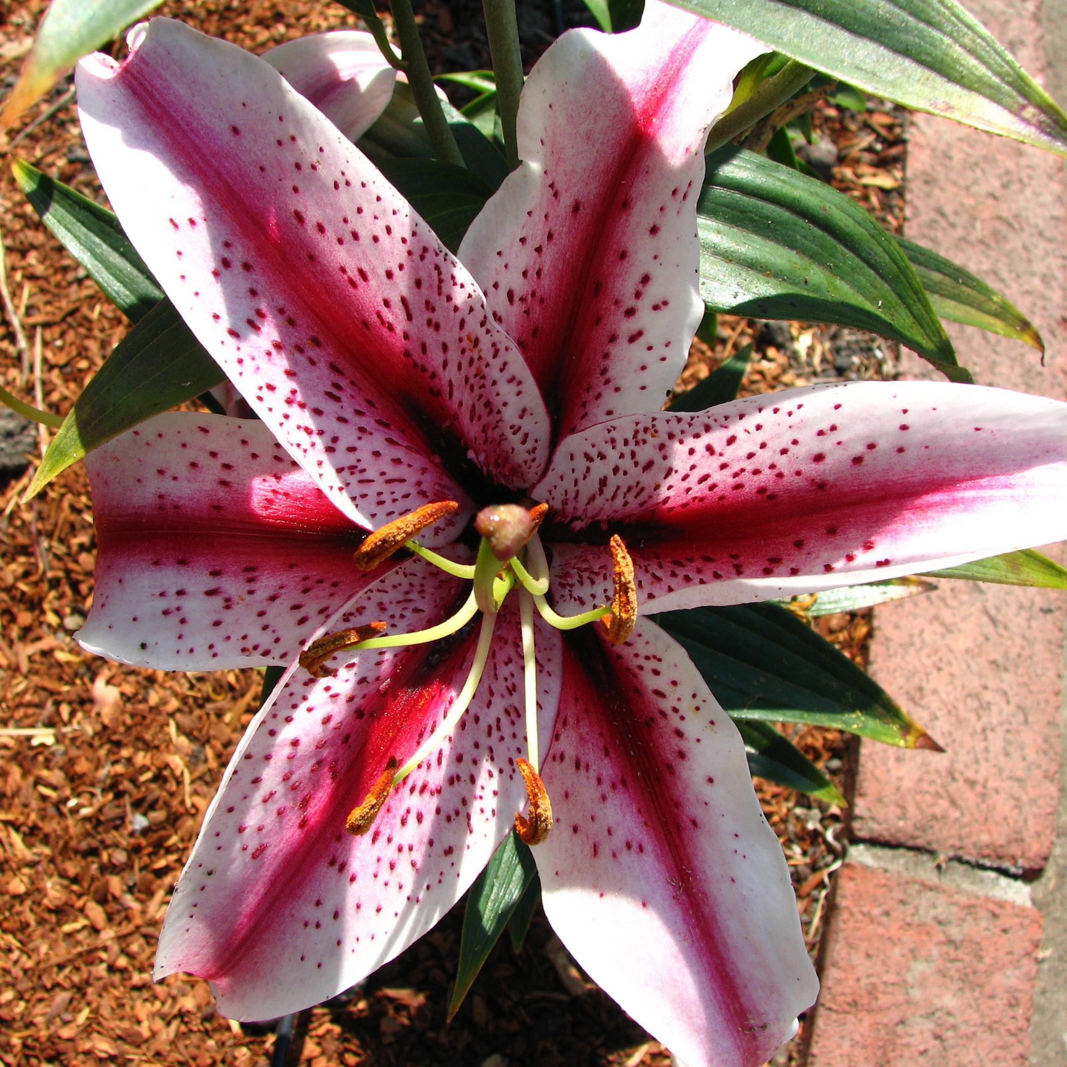 Lilies Oriental 'Hachi' - Oriental Lily for Cut - Pre-Order for 2024 from Leo Berbee Bulb Company