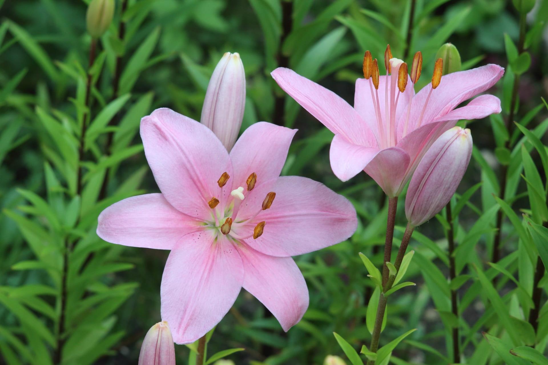 Lilies Longiflorum Asiatic 'Brindisi' - LA Hybrid Lilies - Pre-Order for 2024 from Leo Berbee Bulb Company
