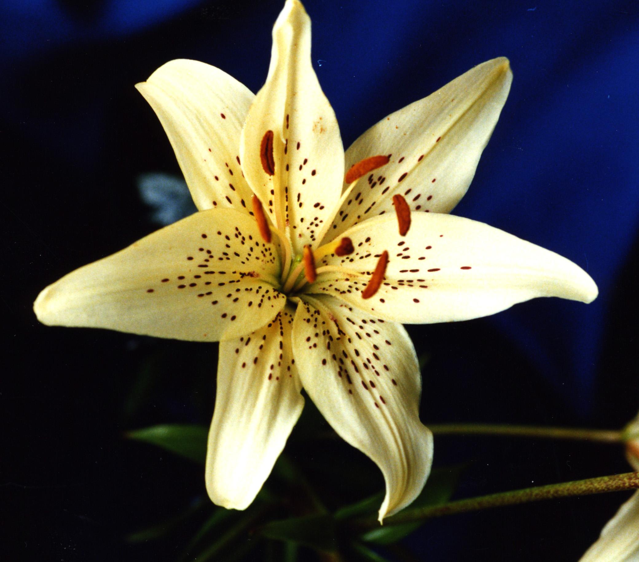 Lilies Asiatic 'Sweet Surrender' - Outdoor Lilies - Pre-Order for 2024 from Leo Berbee Bulb Company