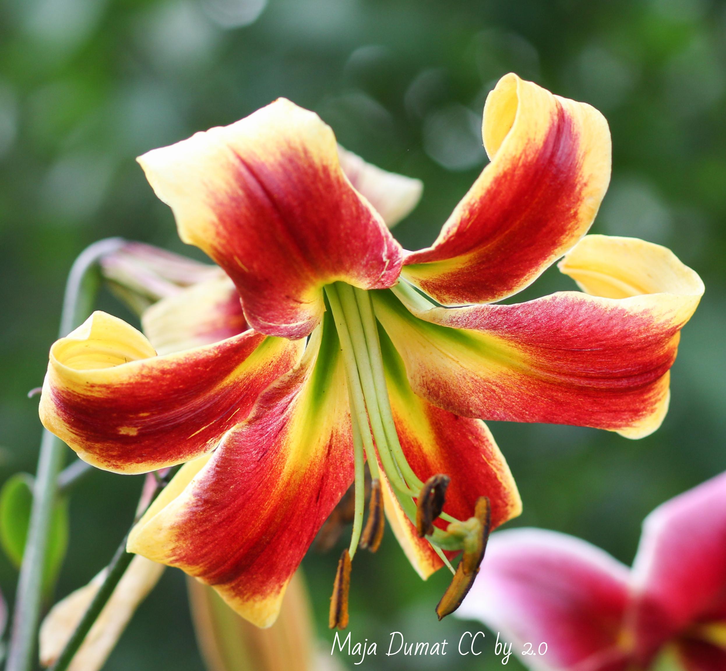 Lilies Oriental Trumpet 'Red Morning' - Tree Lilies/Orienpet Lily - Pre-Order for 2024 from Leo Berbee Bulb Company