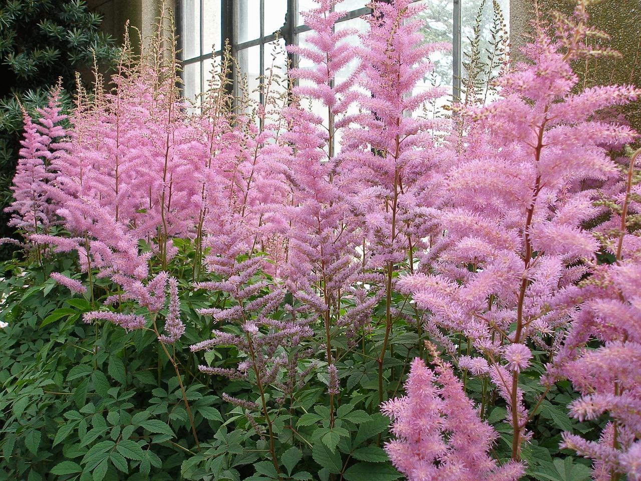 Astilbe 'Country & Western' - Astilbe - Pre-Order for 2024 from Leo Berbee Bulb Company