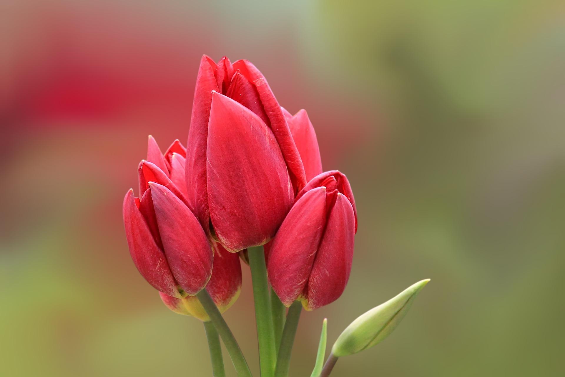 Tulip Bunchflowering 'Fiery Club' - Coming Soon for Fall 2024 from Leo Berbee Bulb Company