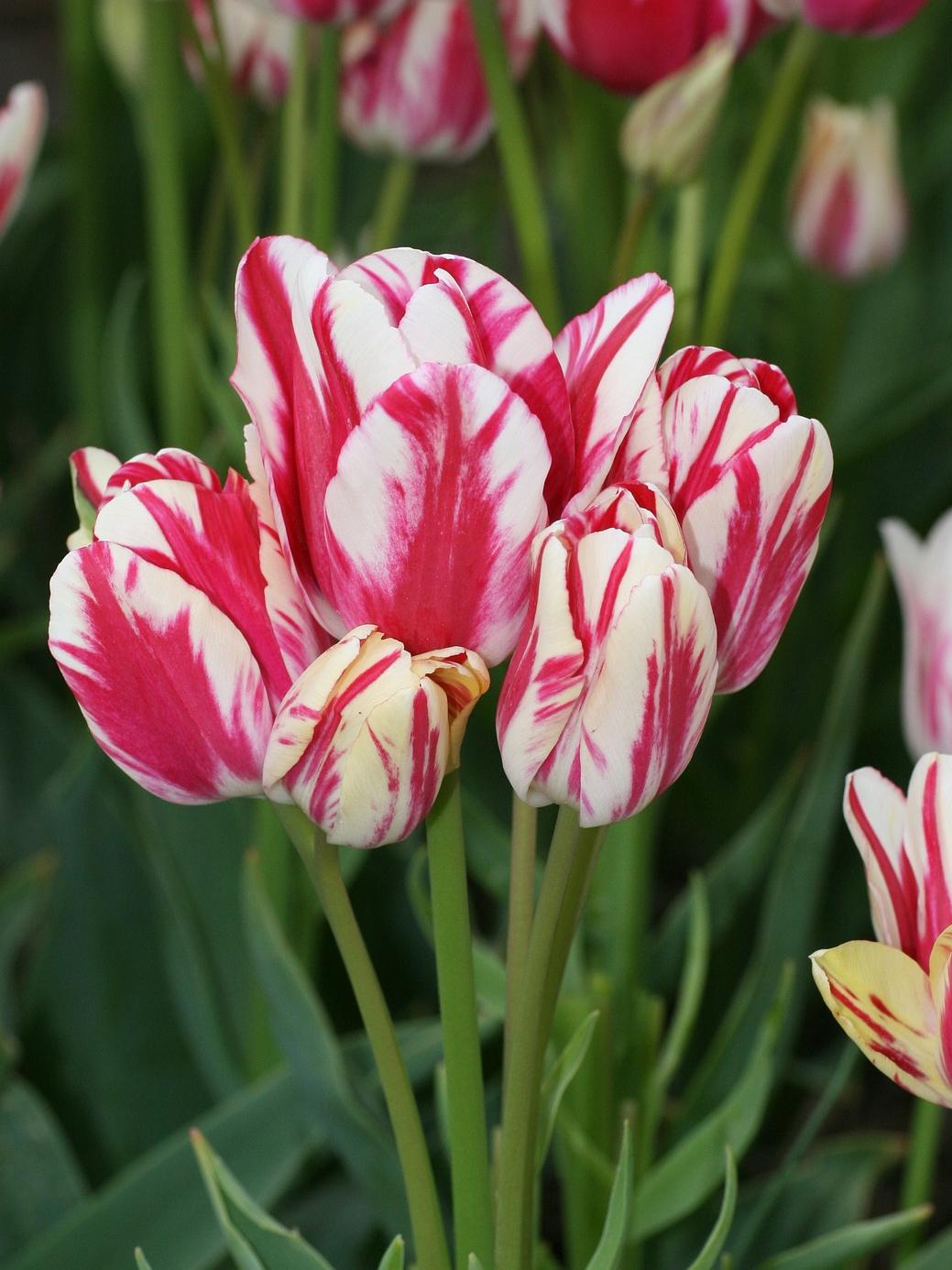 Tulip Bunchflowering 'Flaming Club' - Coming Soon for Fall 2024 from Leo Berbee Bulb Company
