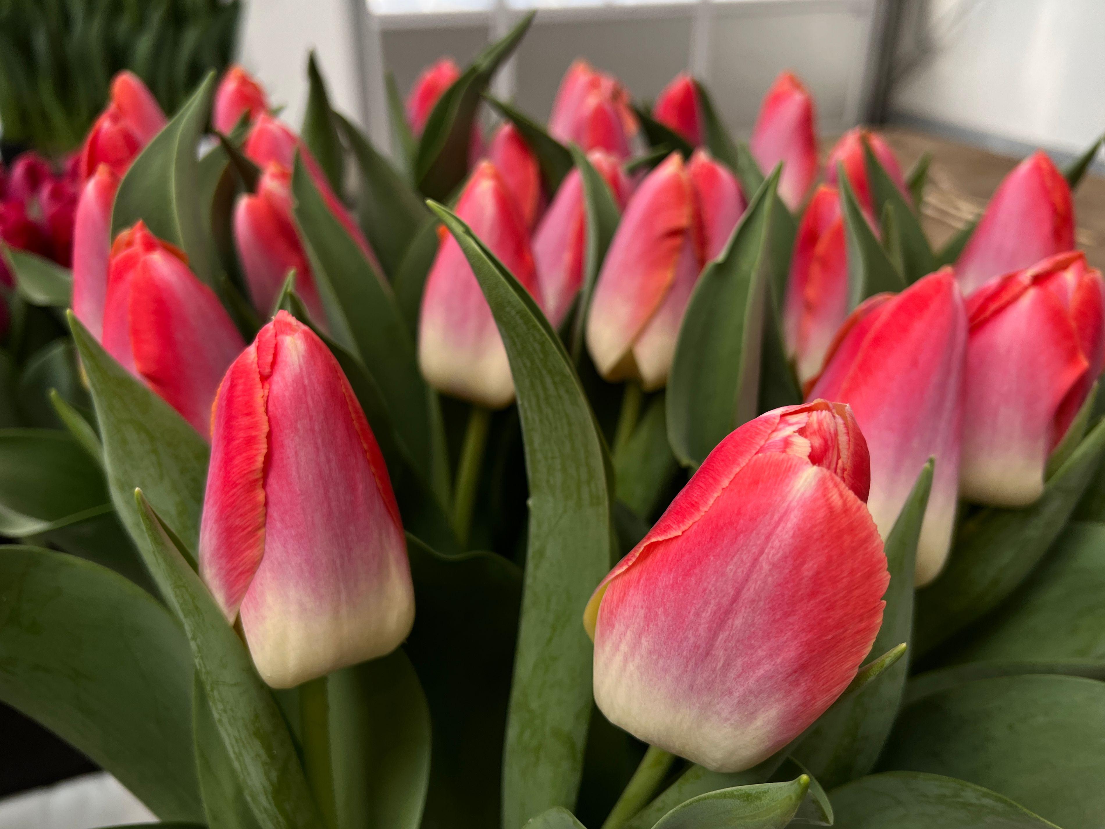 Tulip Darwin Hybrid 'Kunyun' - Coming Soon for Fall 2024 from Leo Berbee Bulb Company