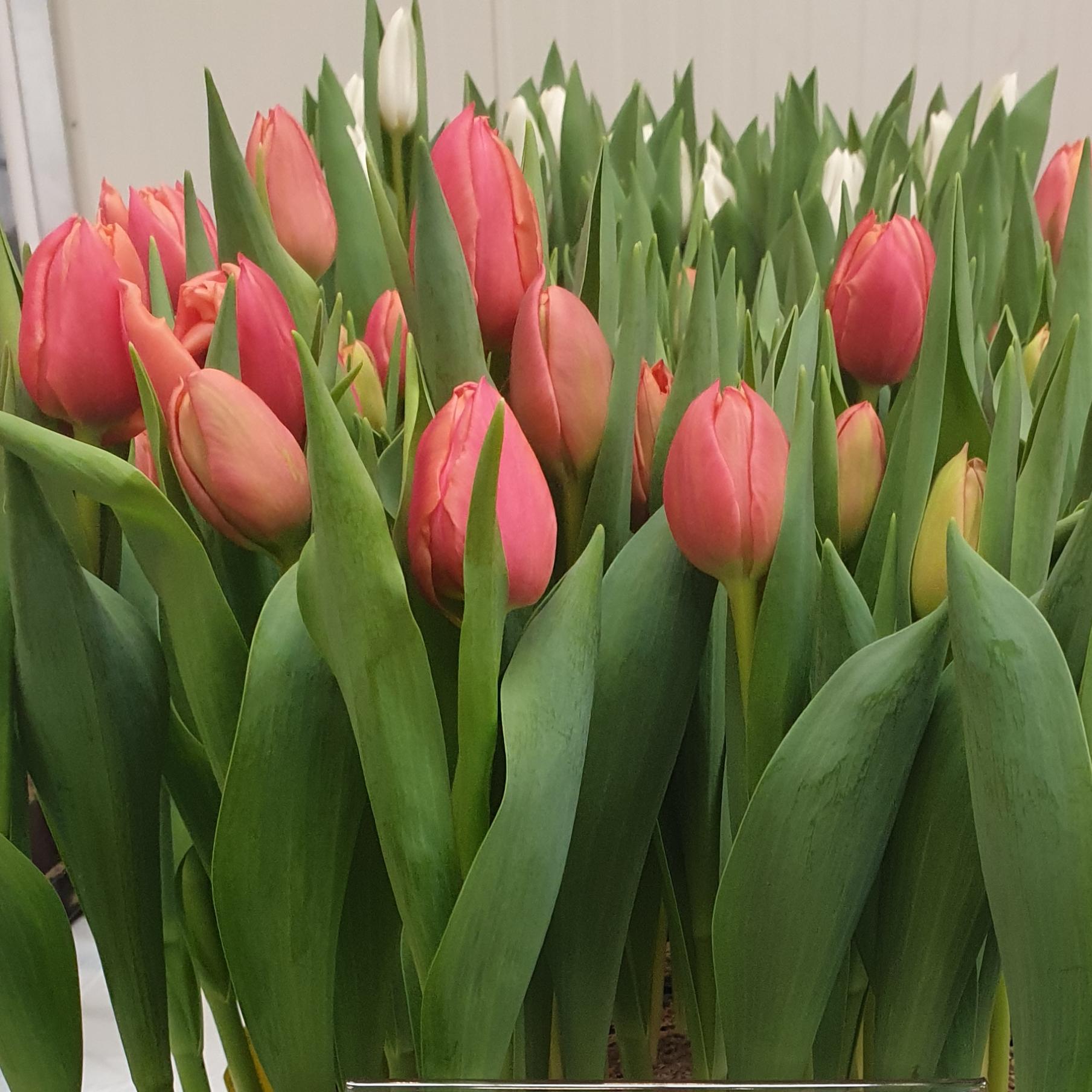 Tulip Double Early 'Apricot Symbiose' - Coming Soon for Fall 2024 from Leo Berbee Bulb Company