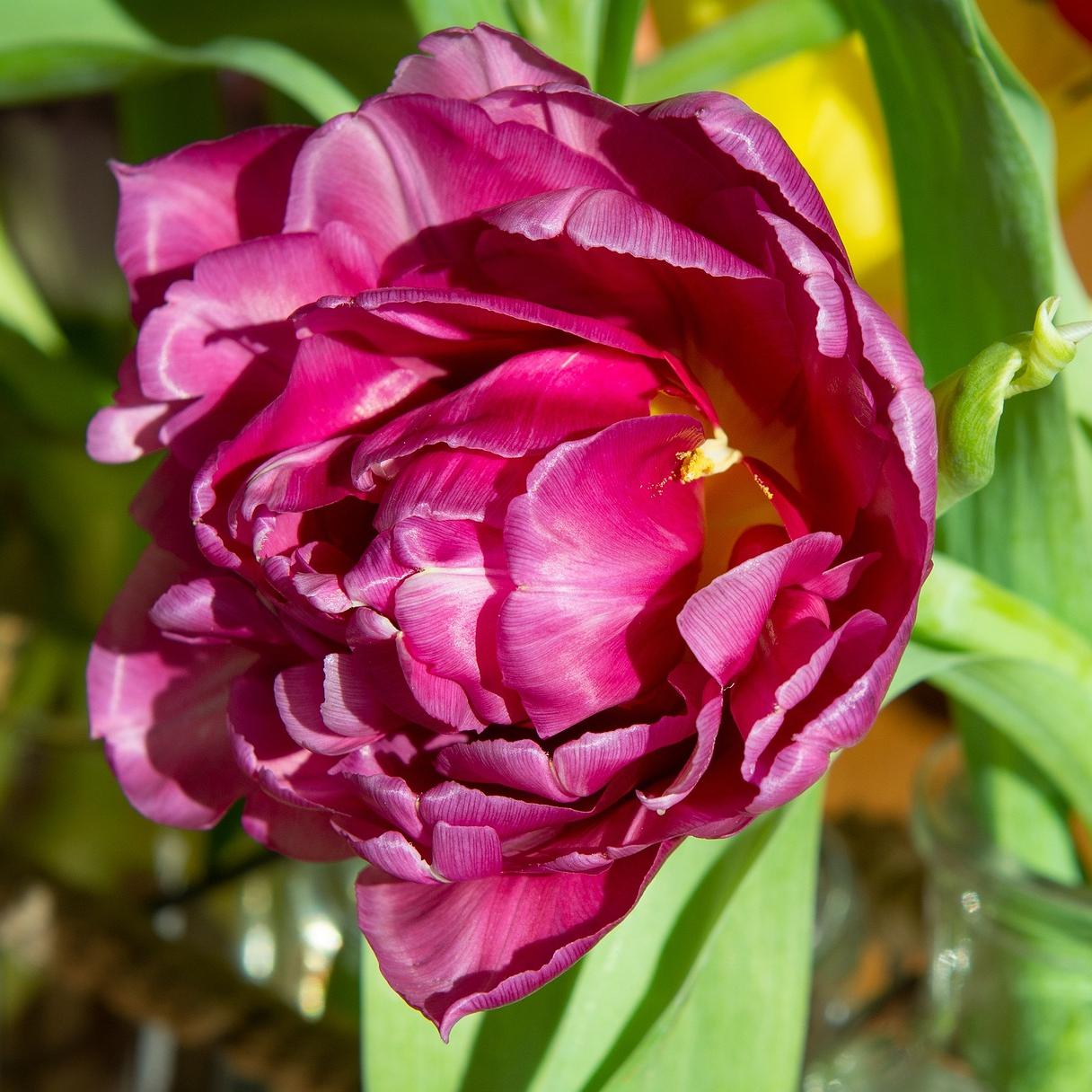 Tulip Double Early 'Margarita' - Coming Soon for Fall 2024 from Leo Berbee Bulb Company