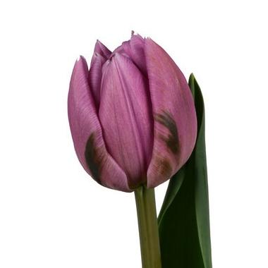 Tulip Double Early 'Marlon' - Pre-Order for Fall 2024 from Leo Berbee Bulb Company