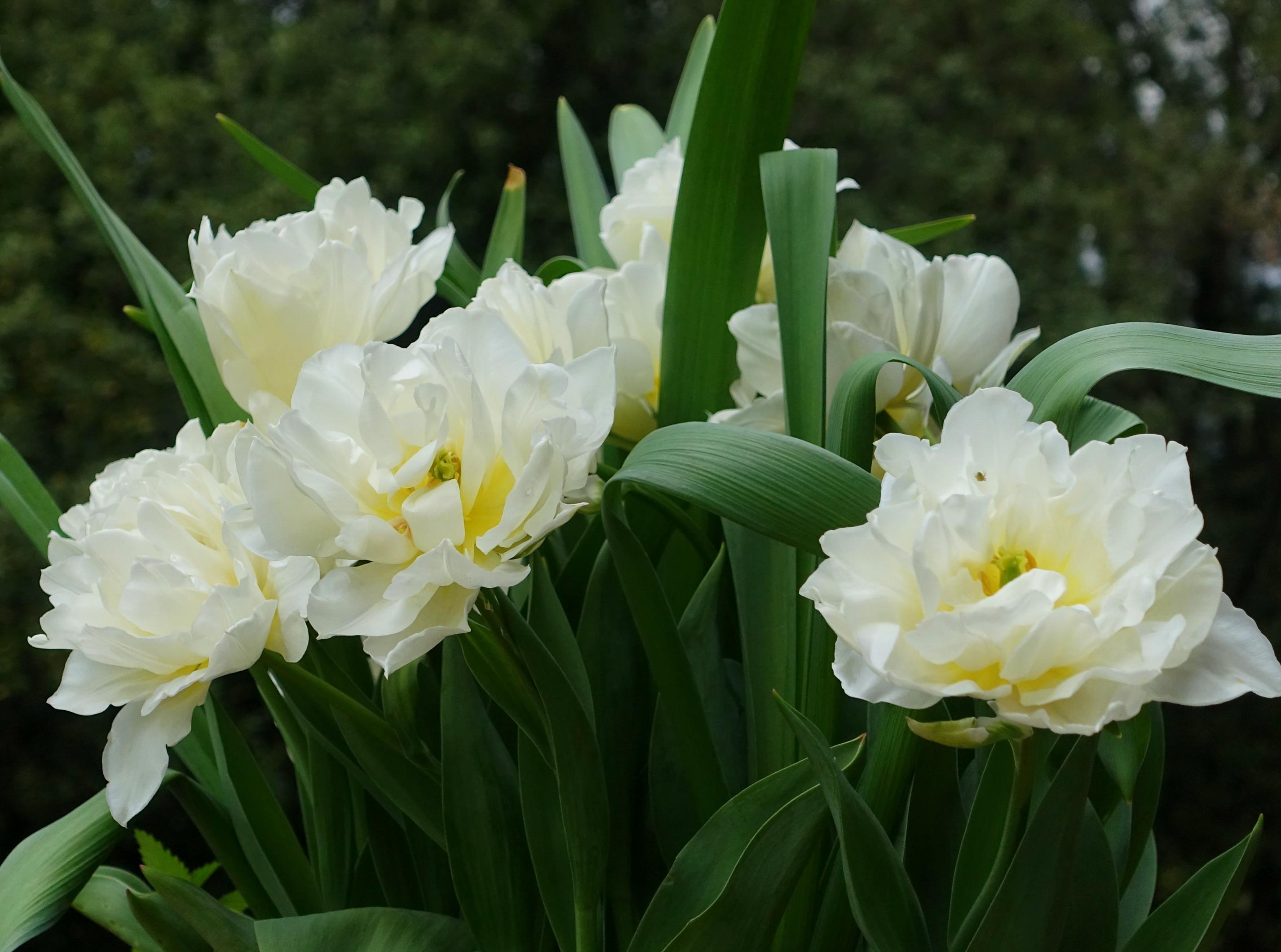 Tulip Double Early 'Northcap' - Coming Soon for Fall 2024 from Leo Berbee Bulb Company