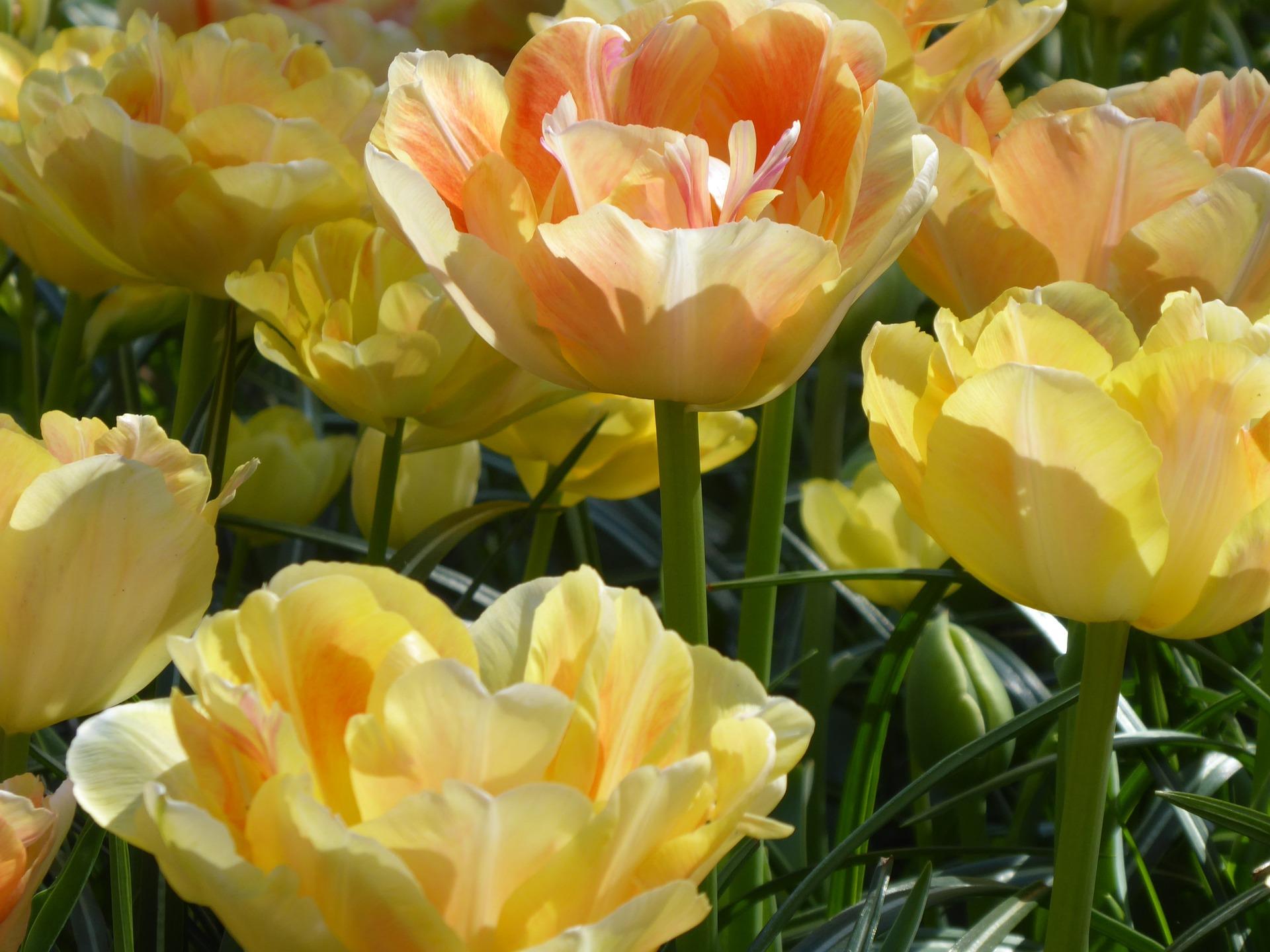Tulip Double Late 'Charming Lady' - Coming Soon for Fall 2024 from Leo Berbee Bulb Company