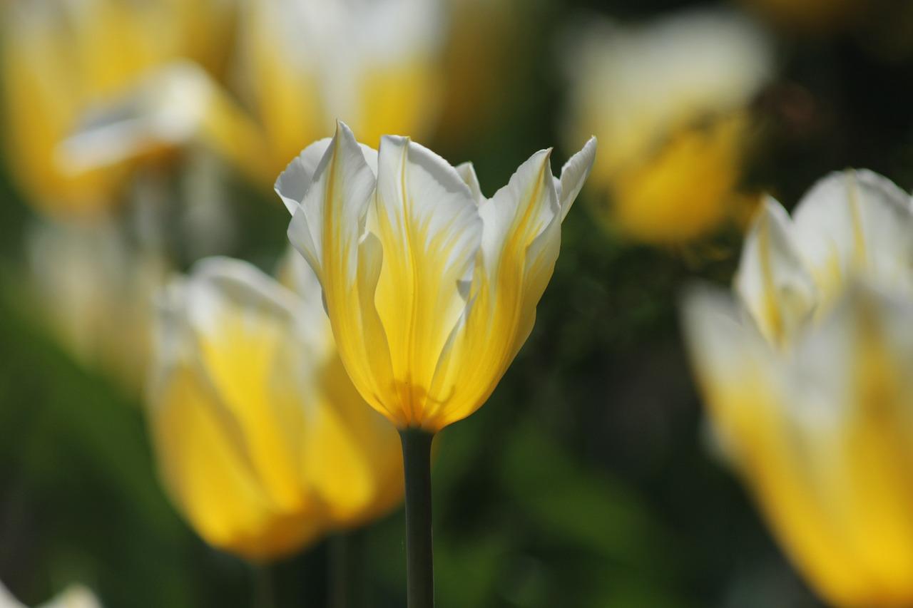 Tulip Fosteriana 'Sweetheart' - Botanical Tulip - Coming Soon for Fall 2024 from Leo Berbee Bulb Company