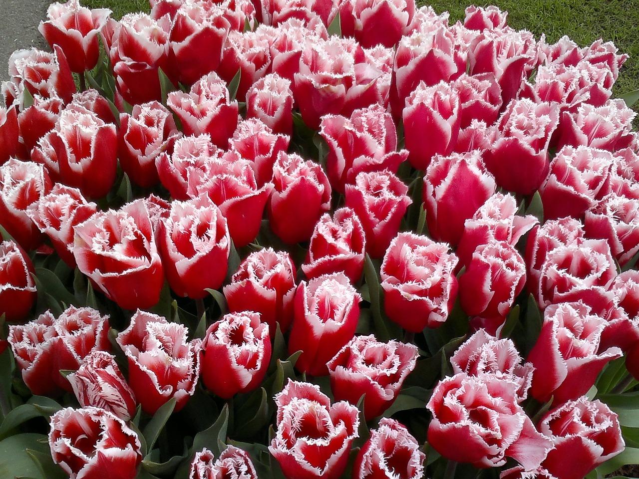 Tulip Fringed 'Canasta' - Coming Soon for Fall 2024 from Leo Berbee Bulb Company