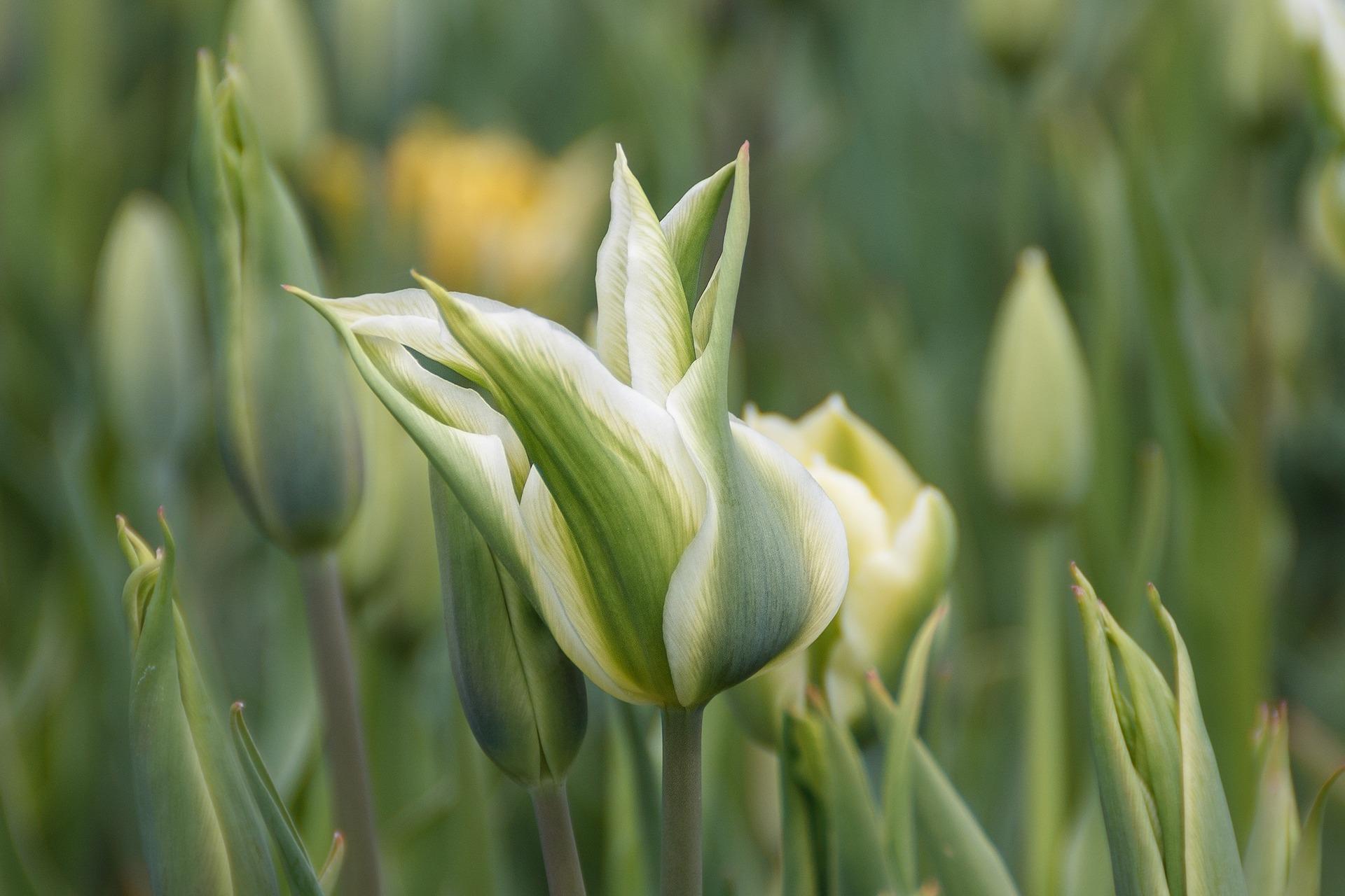 Tulip Lily Flowering 'Green Star' - Coming Soon for Fall 2024 from Leo Berbee Bulb Company