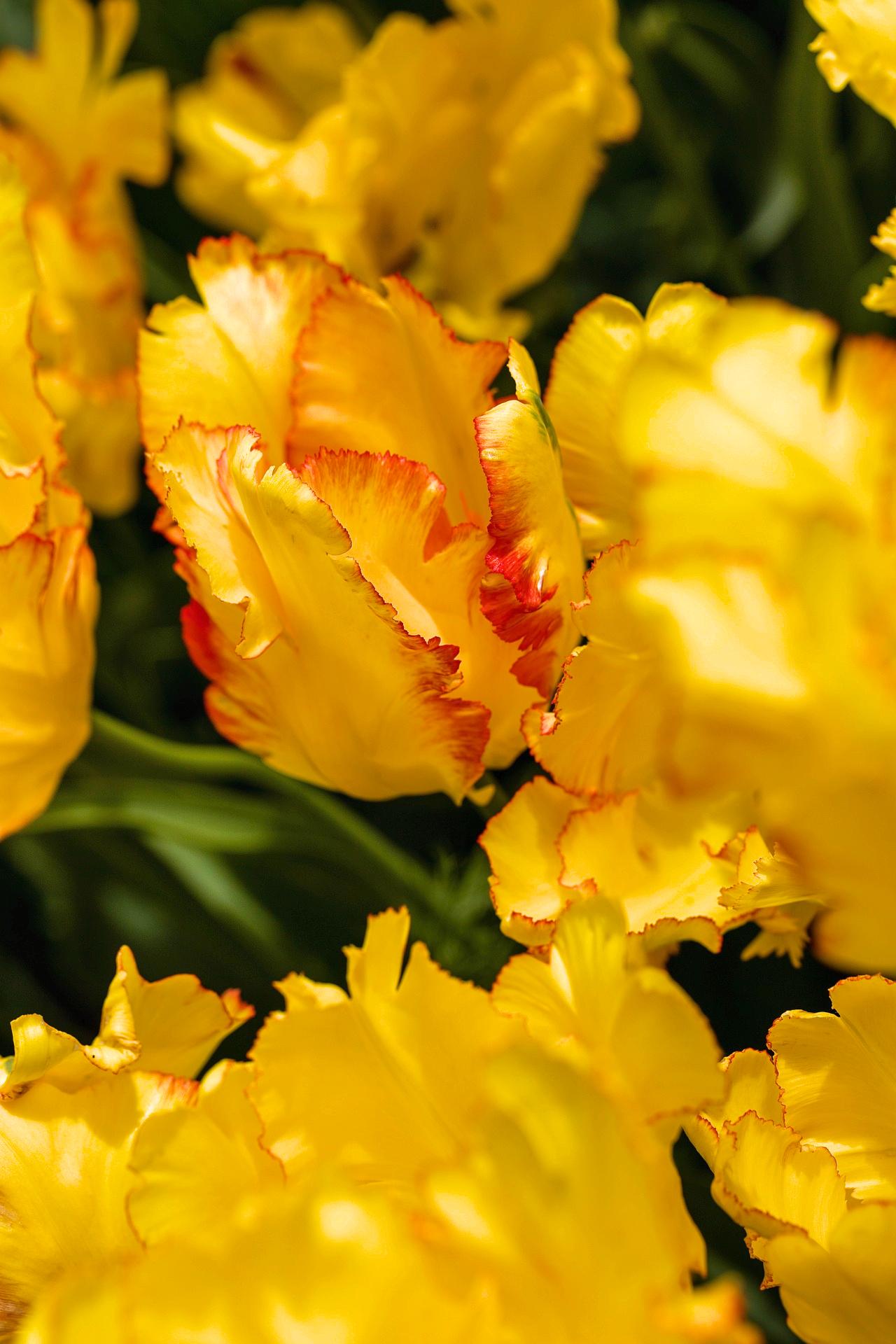 Tulip Parrot 'Caribbean Parrot' - Coming Soon for Fall 2024 from Leo Berbee Bulb Company