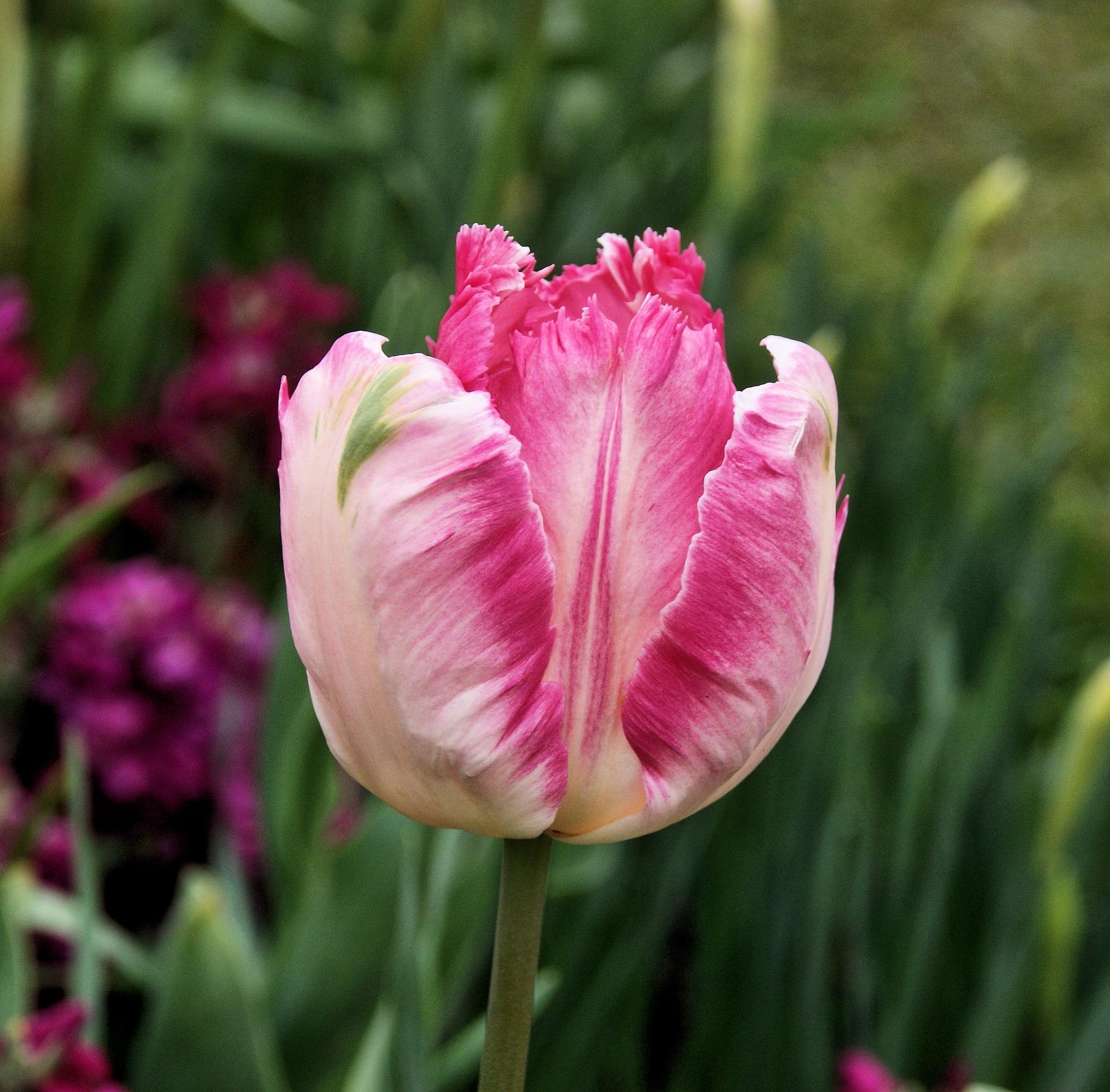 Tulip Parrot 'Pink Vision' - Coming Soon for Fall 2024 from Leo Berbee Bulb Company