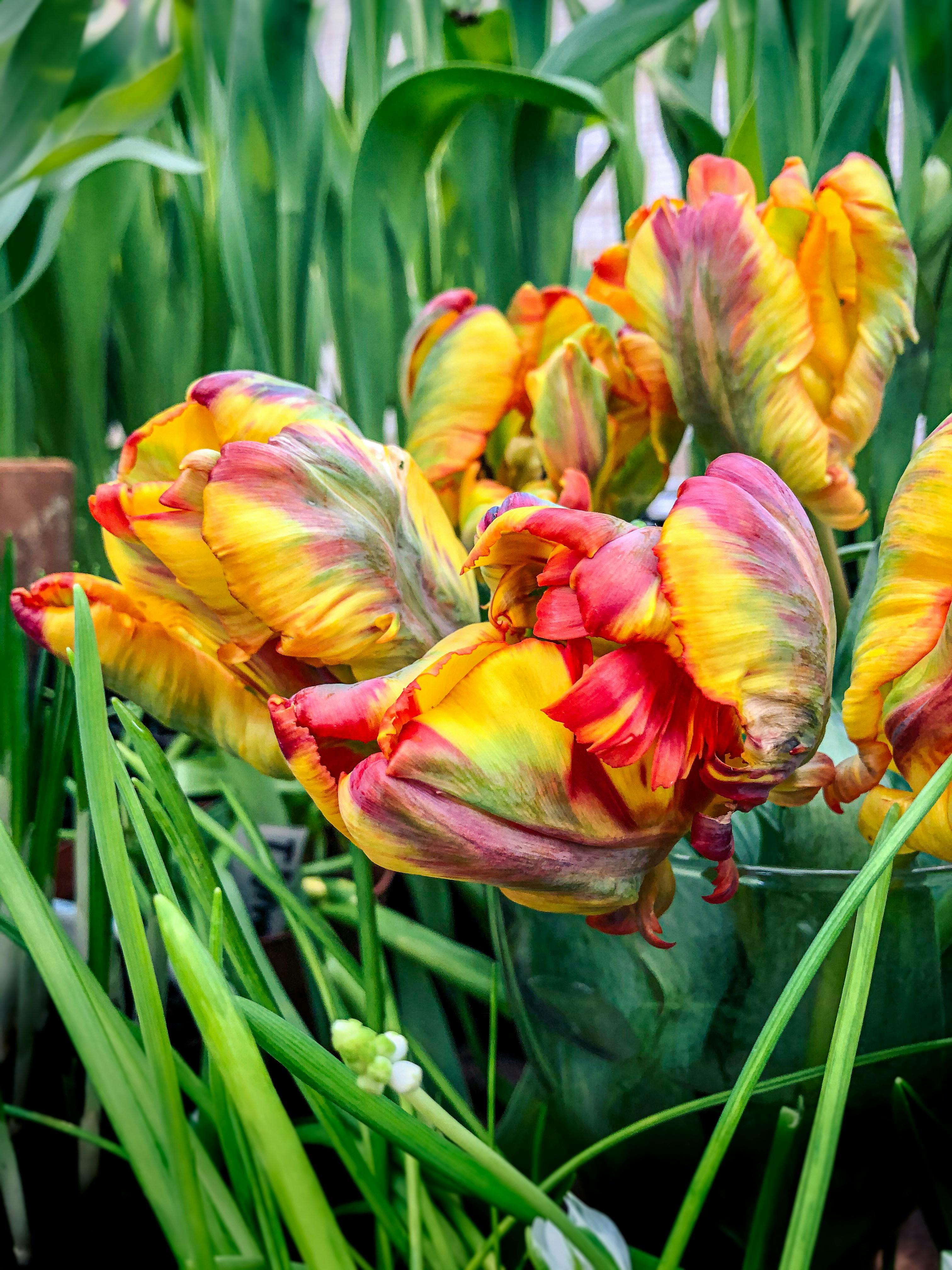 Tulip Parrot 'Rasta Parrot' - Coming Soon for Fall 2024 from Leo Berbee Bulb Company