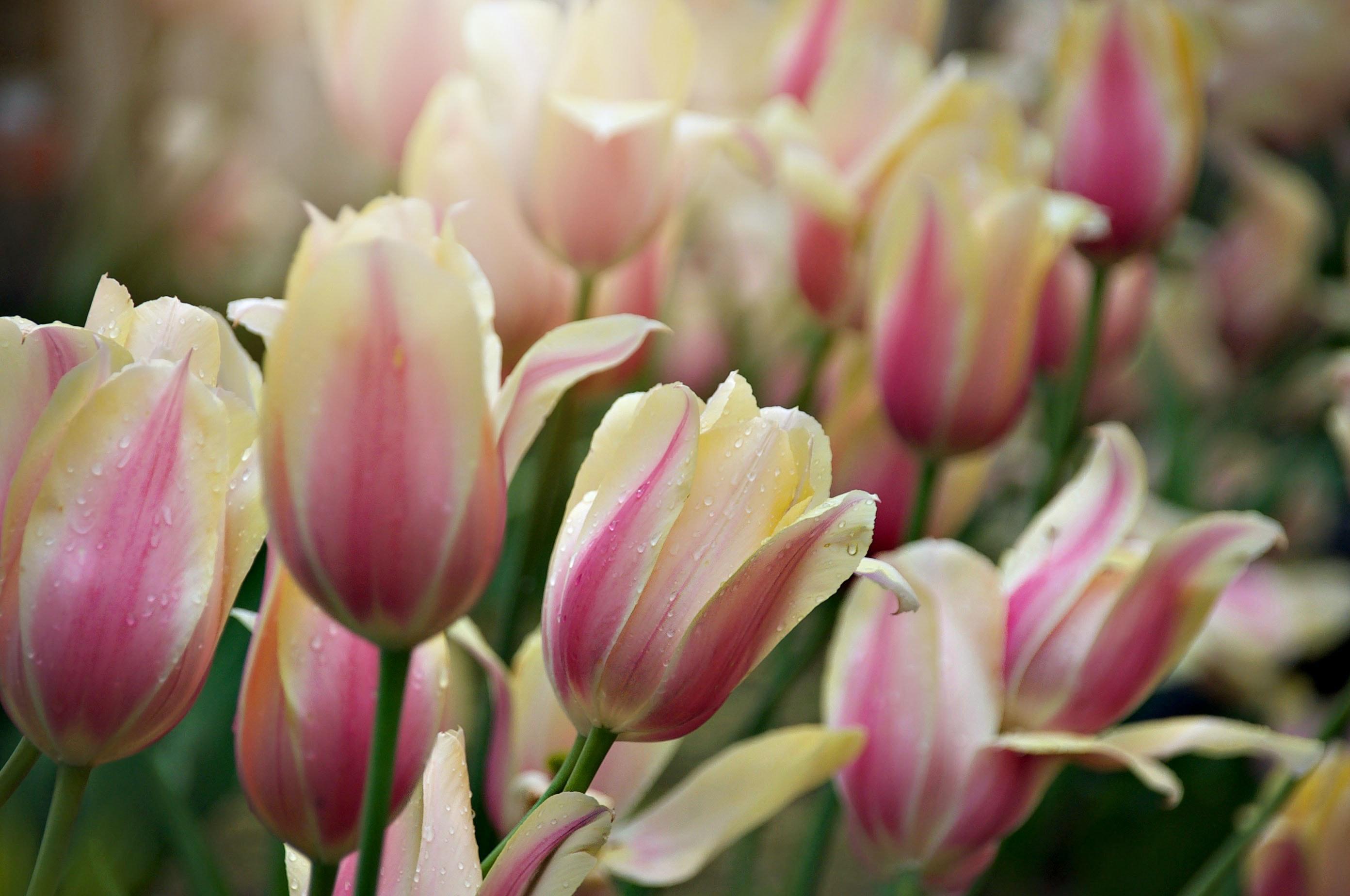 Tulip Single Late 'Blushing Lady' - Coming Soon for Fall 2024 from Leo Berbee Bulb Company