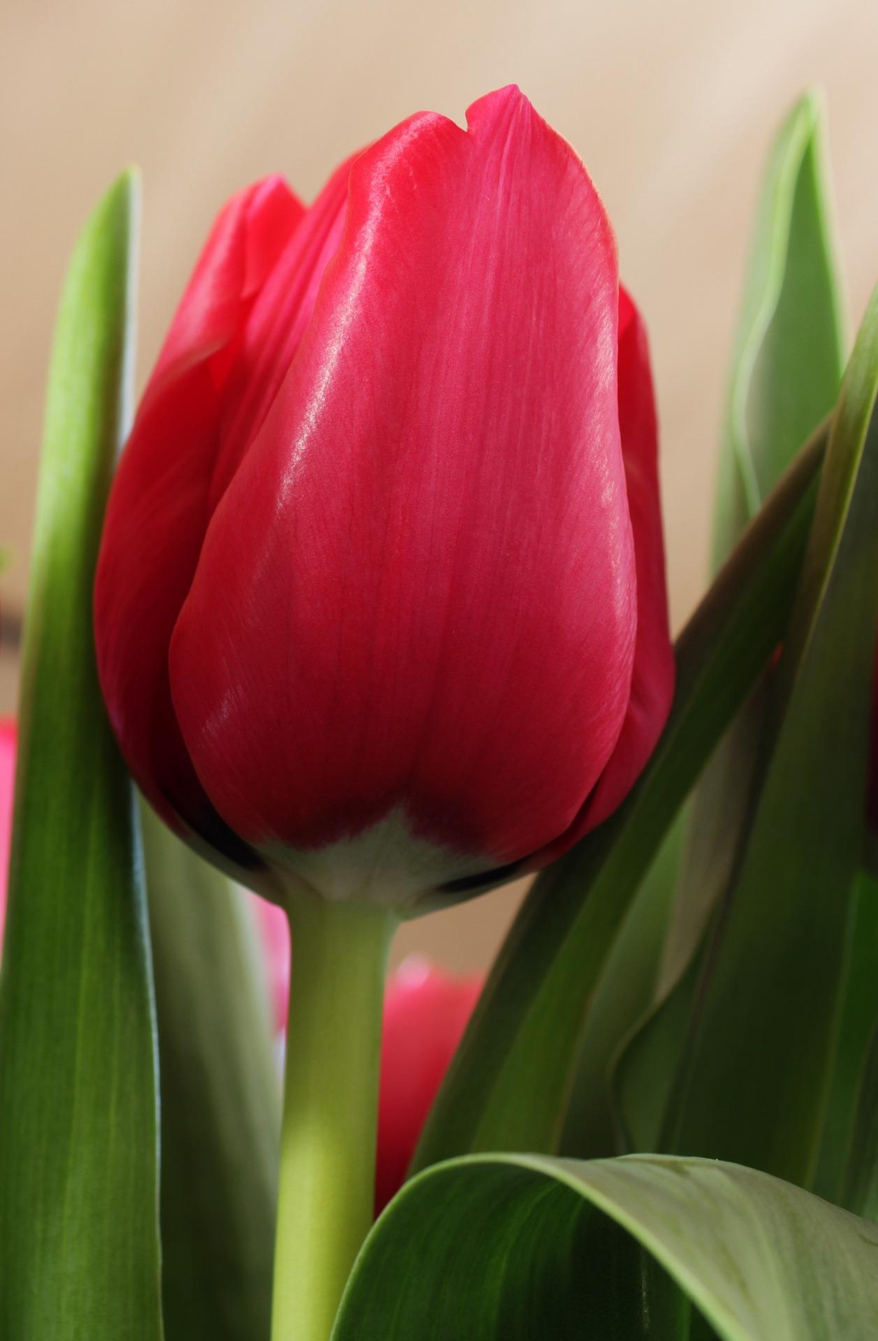 Tulip Triumph 'Curry' - Coming Soon for Fall 2024 from Leo Berbee Bulb Company