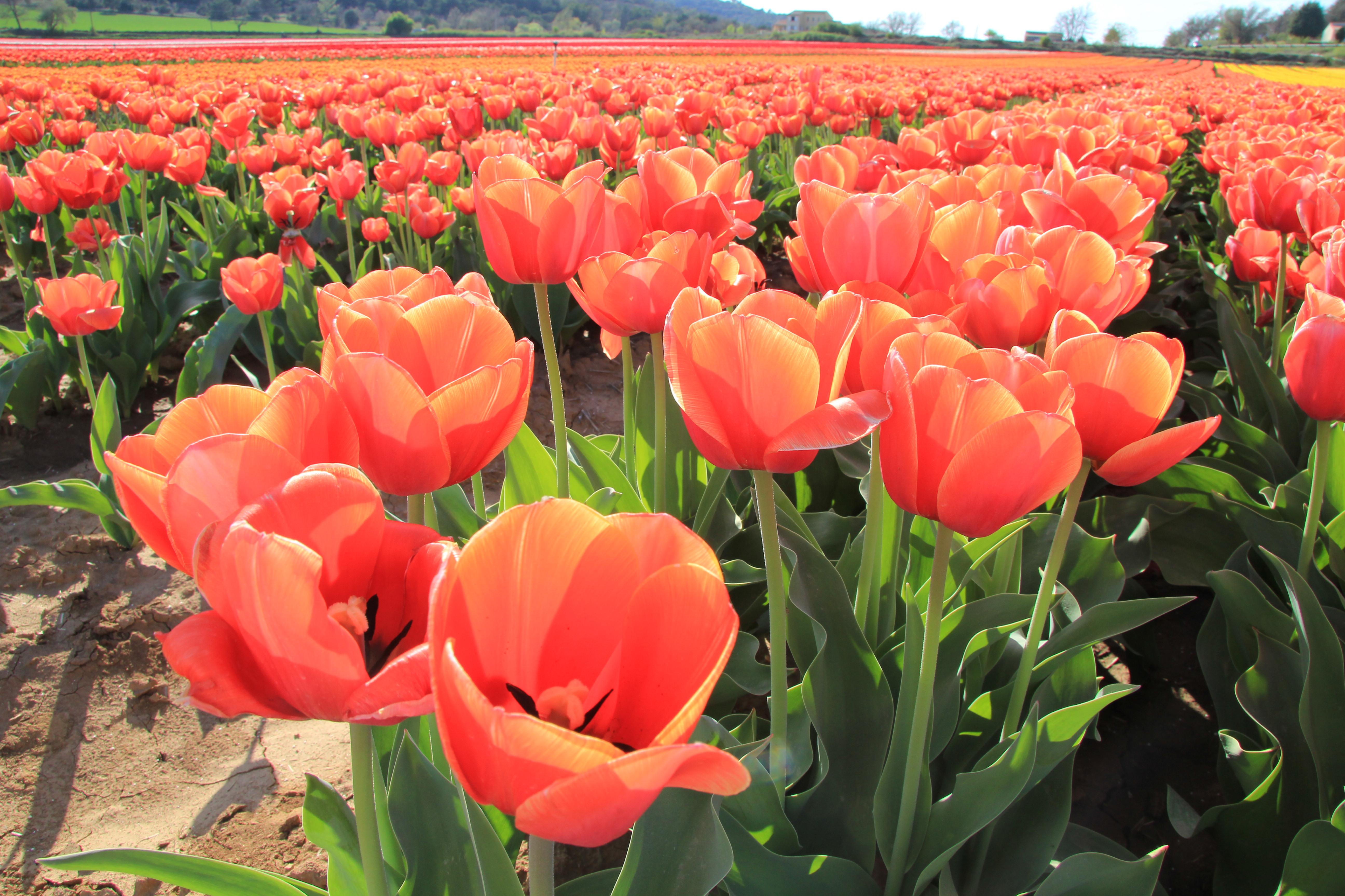 Tulip Triumph 'Orange Juice' - Coming Soon for Fall 2024 from Leo Berbee Bulb Company