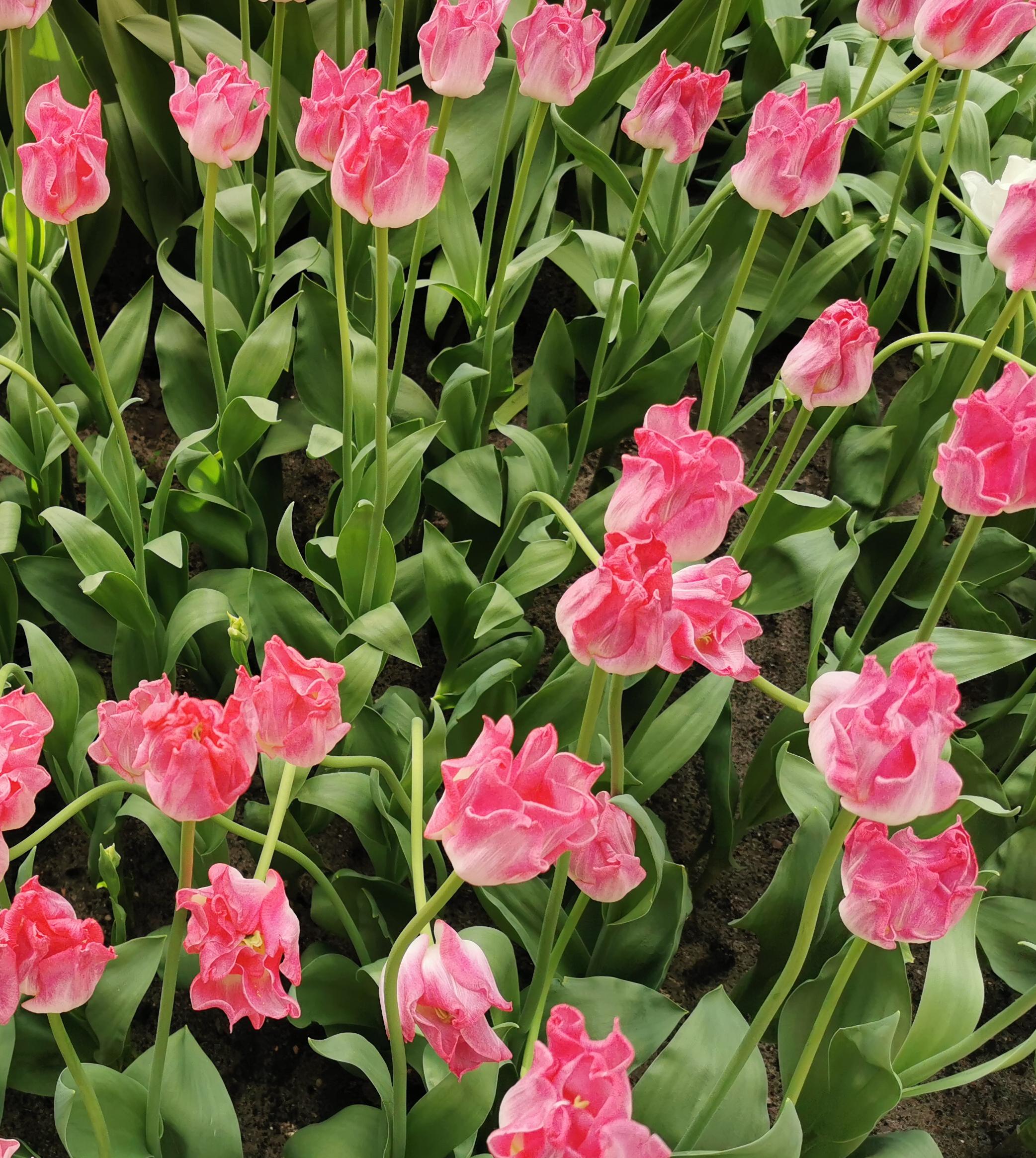 Tulip Coronet 'Crown of Dynasty' - Coming Soon for Fall 2024 from Leo Berbee Bulb Company