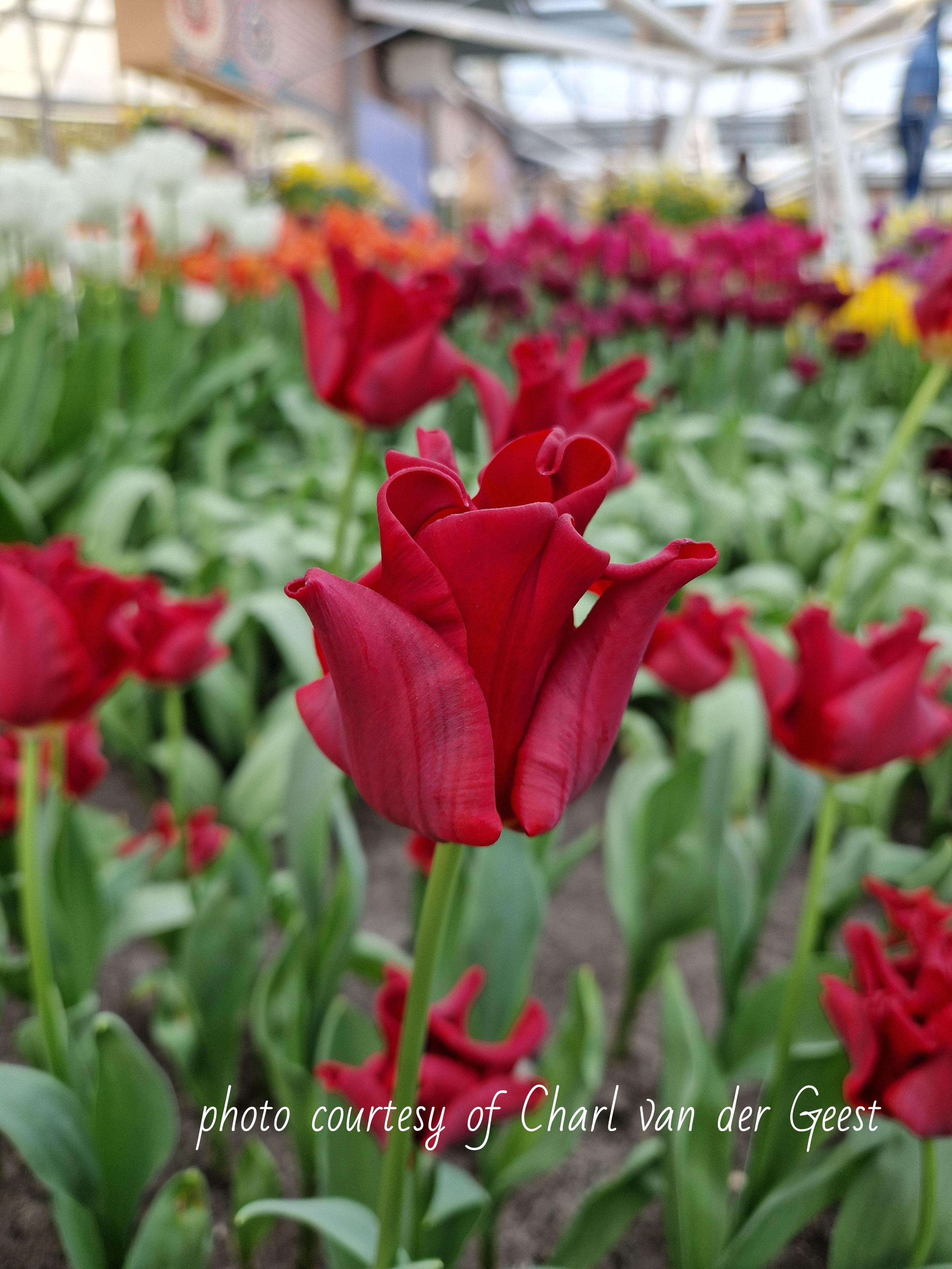 Tulip Coronet 'Red Dress' - Pre-Order for Fall 2024 from Leo Berbee Bulb Company