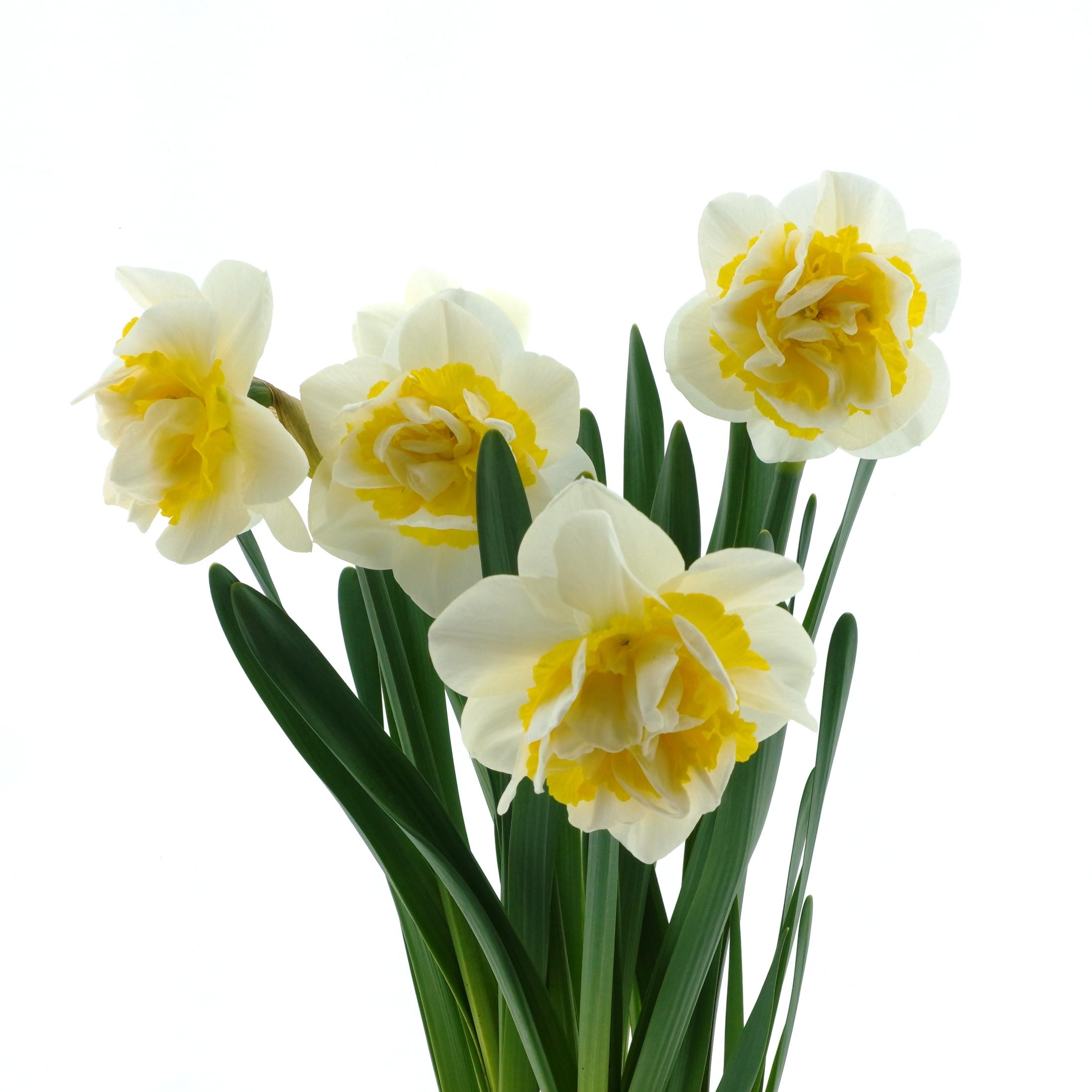 Daffodil Double 'Double Pam' - Coming Soon for Fall 2024 from Leo Berbee Bulb Company