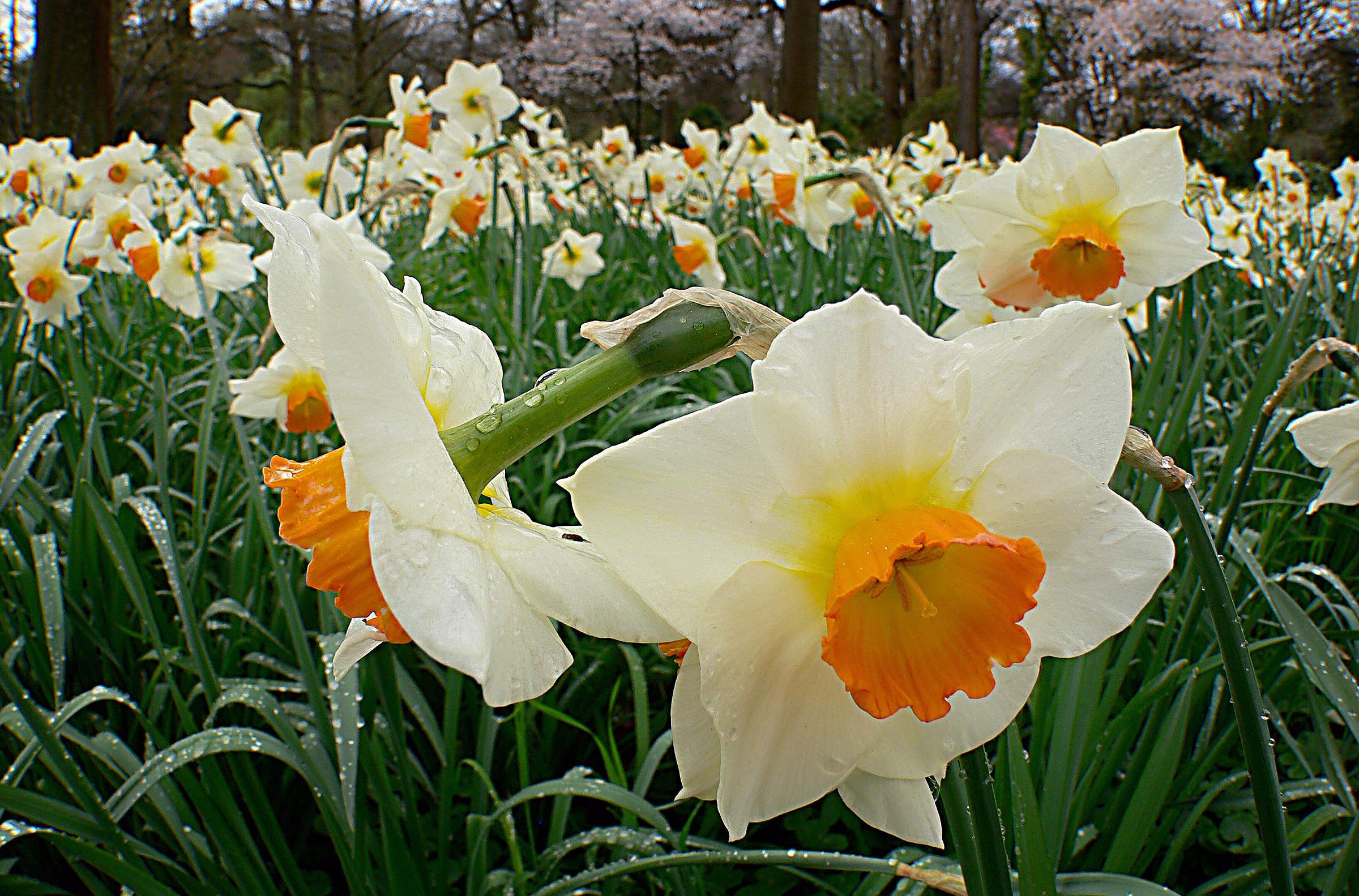 Daffodil Large Cupped 'Sempre Avanti' - Coming Soon for Fall 2024 from Leo Berbee Bulb Company