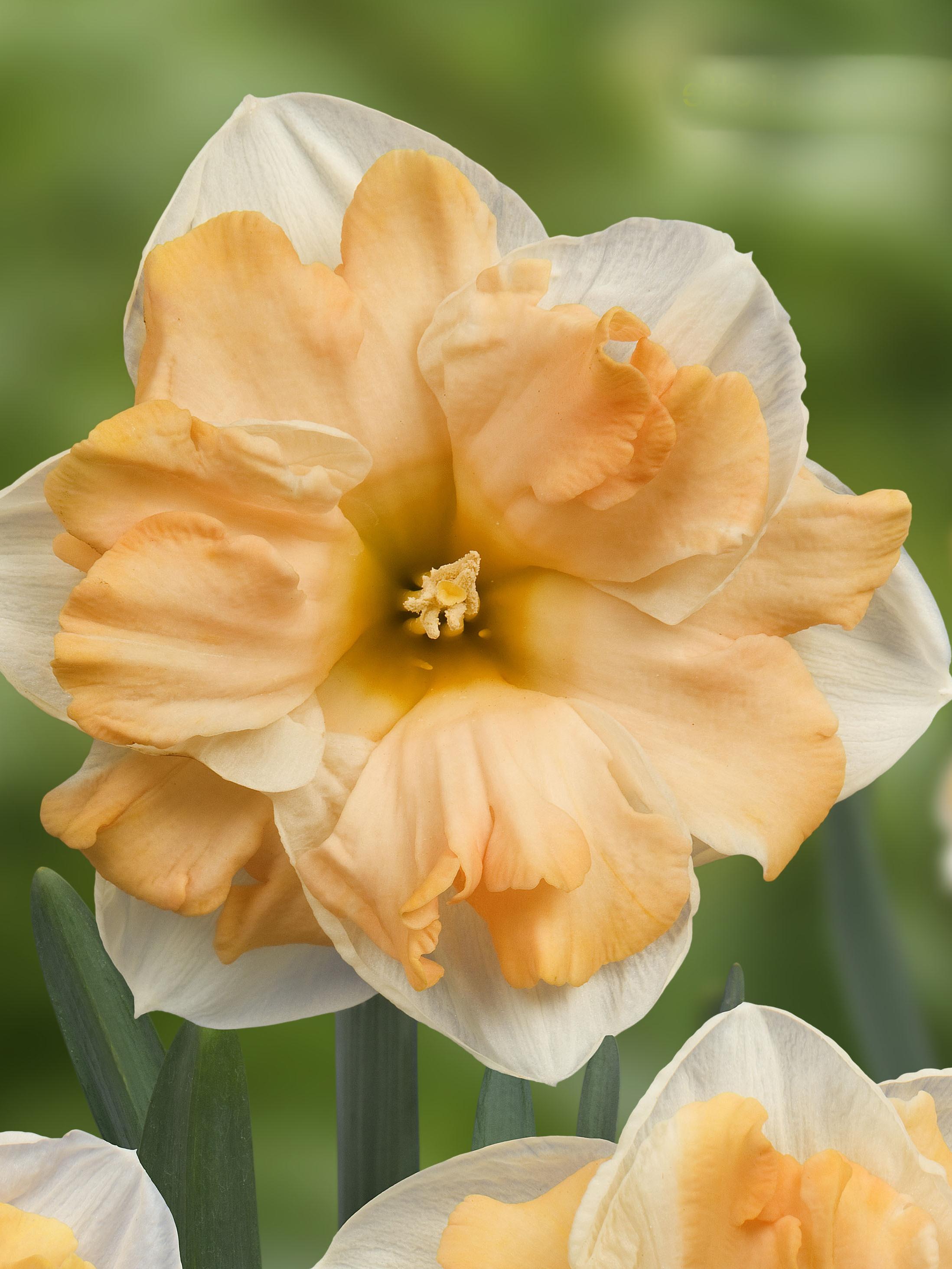 Daffodil Split Cupped 'Mary Gay Lirette' - Coming Soon for Fall 2024 from Leo Berbee Bulb Company