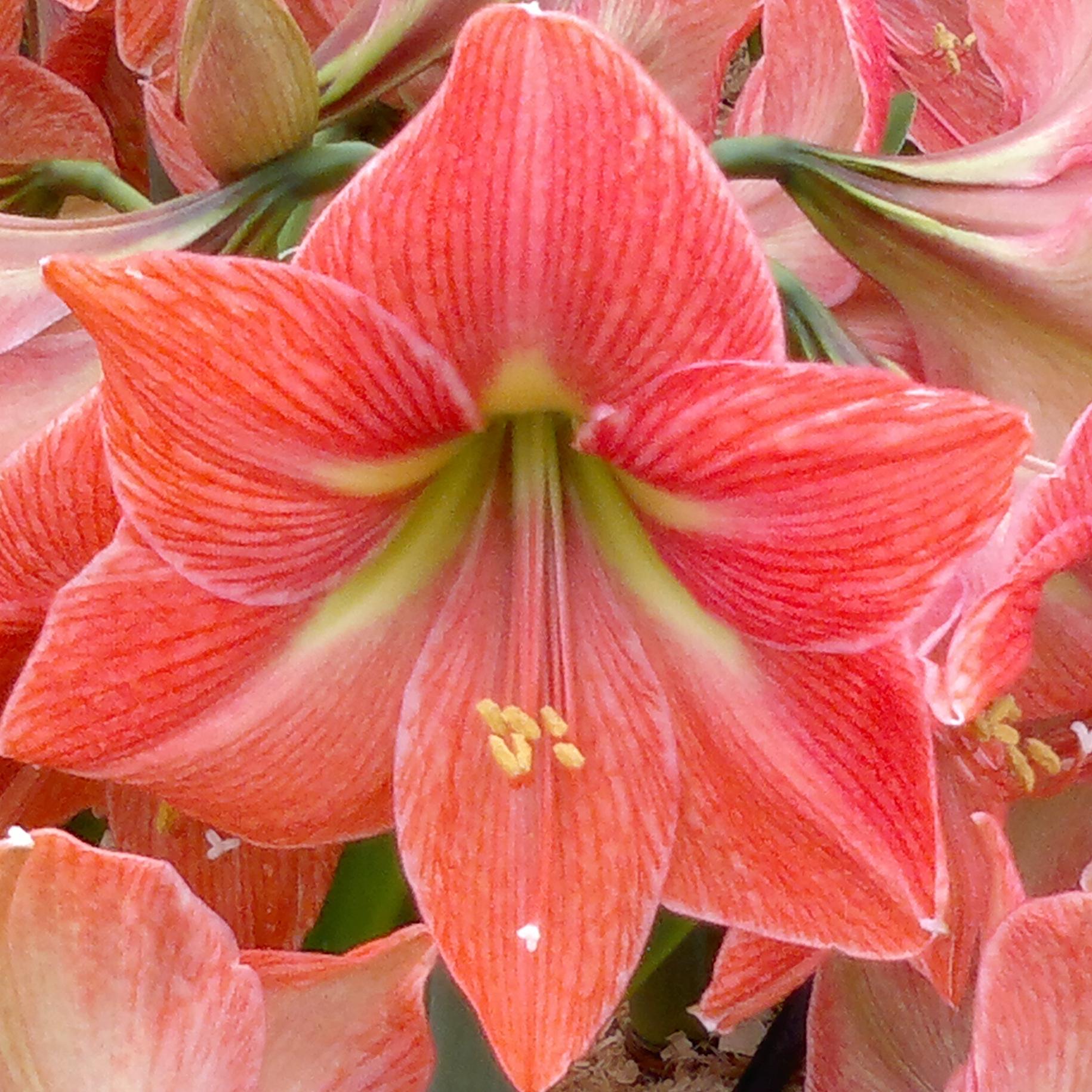 Hippeastrum Holland 'Terra Cotta Star' - Amaryllis - Coming Soon for 2024 from Leo Berbee Bulb Company