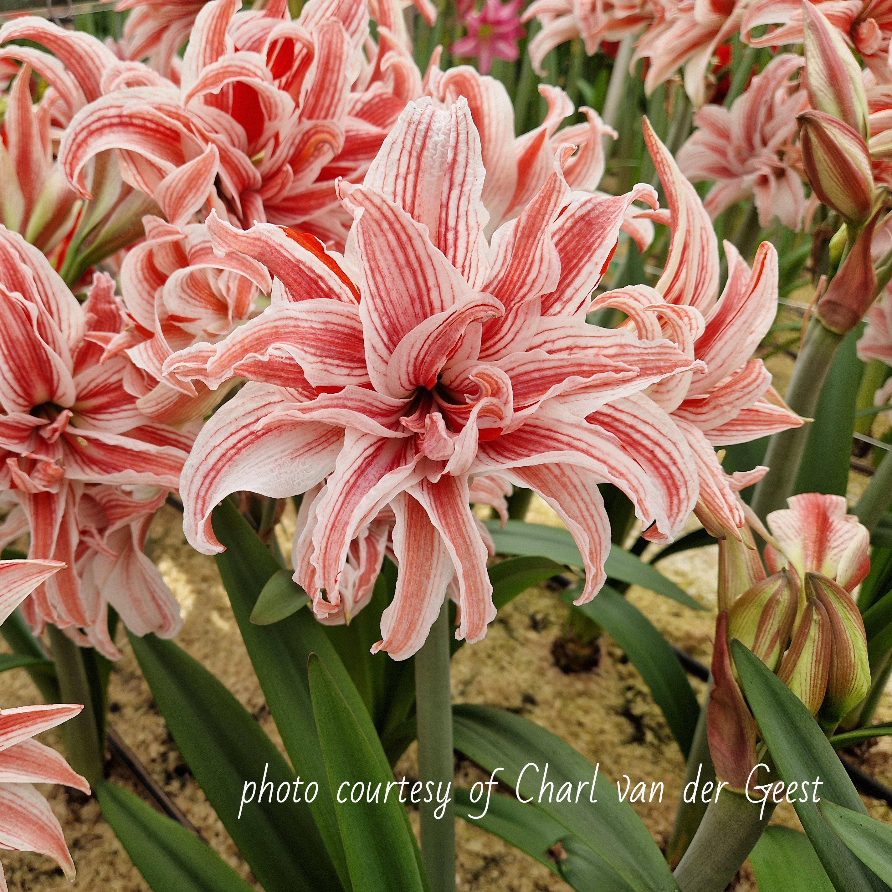 Hippeastrum Holland - Double Flowering 'Doublet' - Amaryllis - Coming Soon for 2024 from Leo Berbee Bulb Company