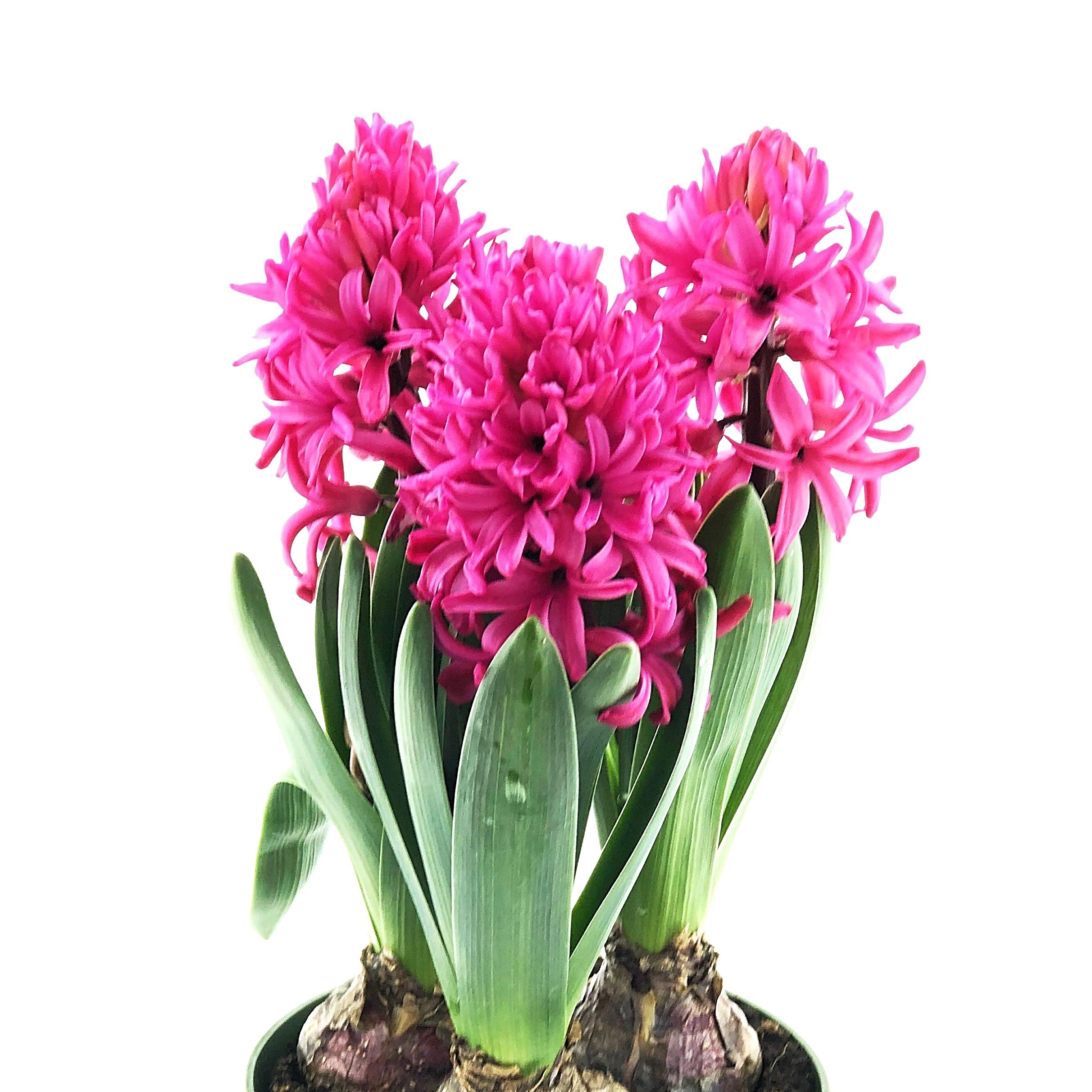 Hyacinth 'Red Glory' - Hyacinth - Coming Soon for Fall 2024 from Leo Berbee Bulb Company