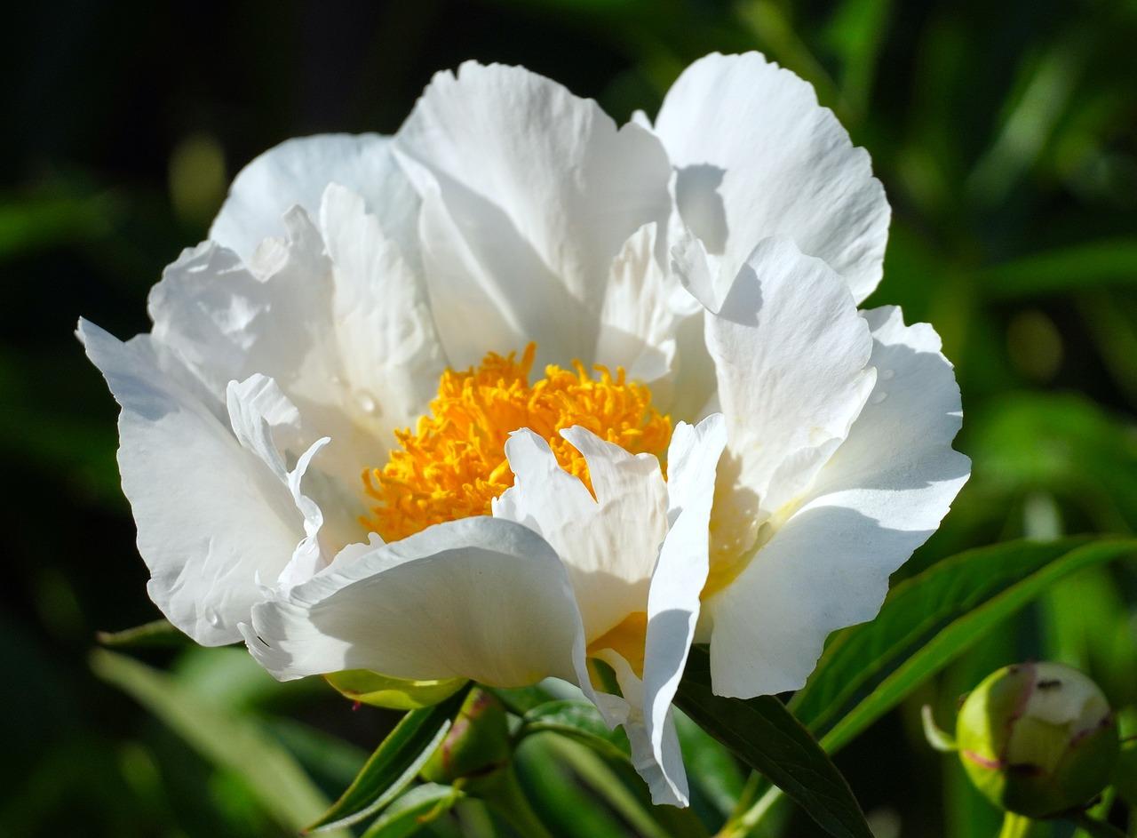 Peony lactiflora 'Krinkled White' - Peony - Pre-Order for Fall 2024 from Leo Berbee Bulb Company